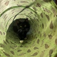 Mercutio , an adopted Domestic Short Hair in Albany, NY image 3/4