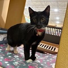 Mercutio , adopted, Kitten Male Domestic Short Hair.