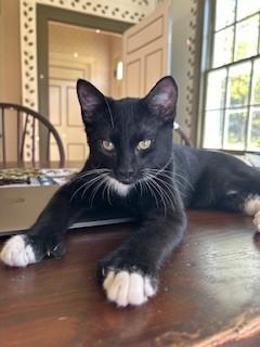 Mercutio , an adopted Domestic Short Hair in Albany, NY image 4/4