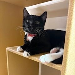 Mercutio , an adopted Domestic Short Hair in Albany, NY image 2/4