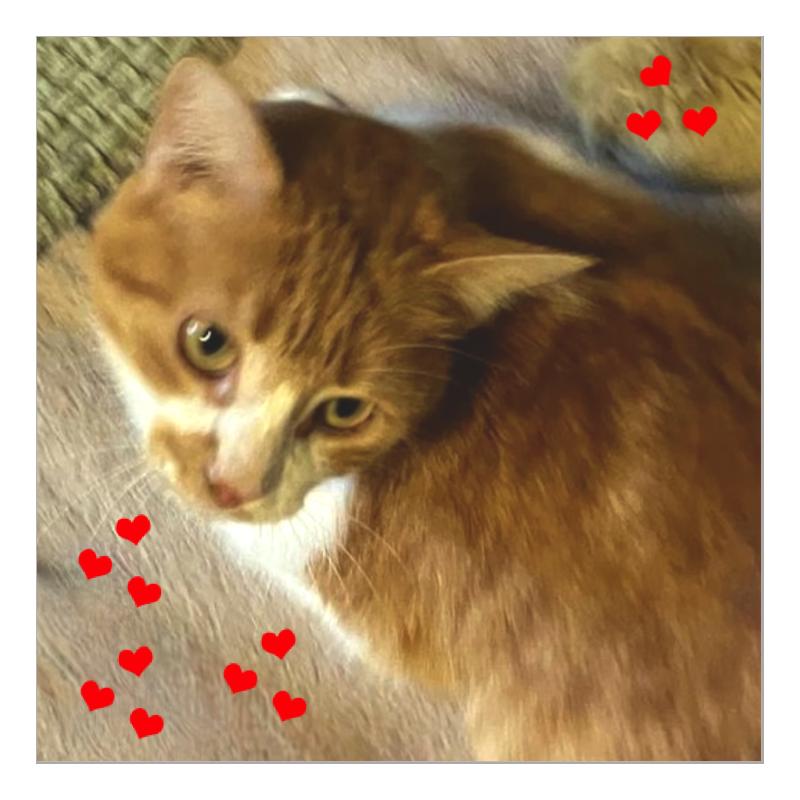 Pati, Adoptable, Young Female Domestic Short Hair.