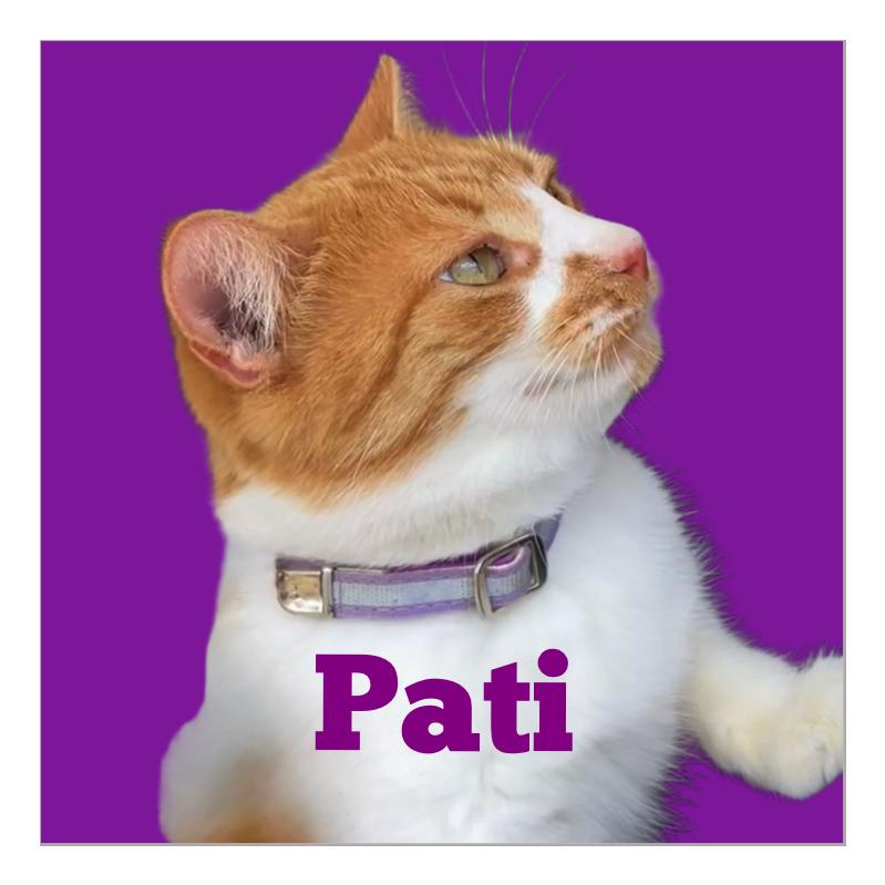 Enlarge Pati, a Adoptable Domestic Short Hair in Dresher, PA image 2/6