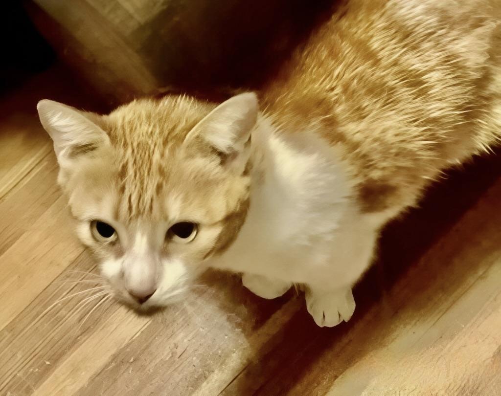 Enlarge Pati, a Adoptable Domestic Short Hair in Dresher, PA image 3/6