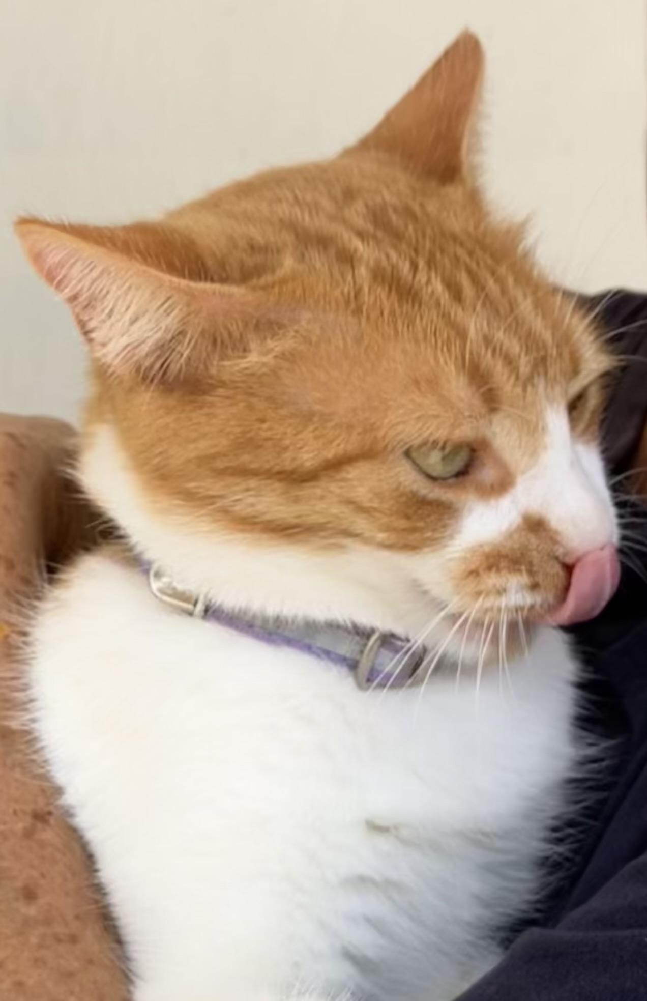 Enlarge Pati, a Adoptable Domestic Short Hair in Dresher, PA image 4/6