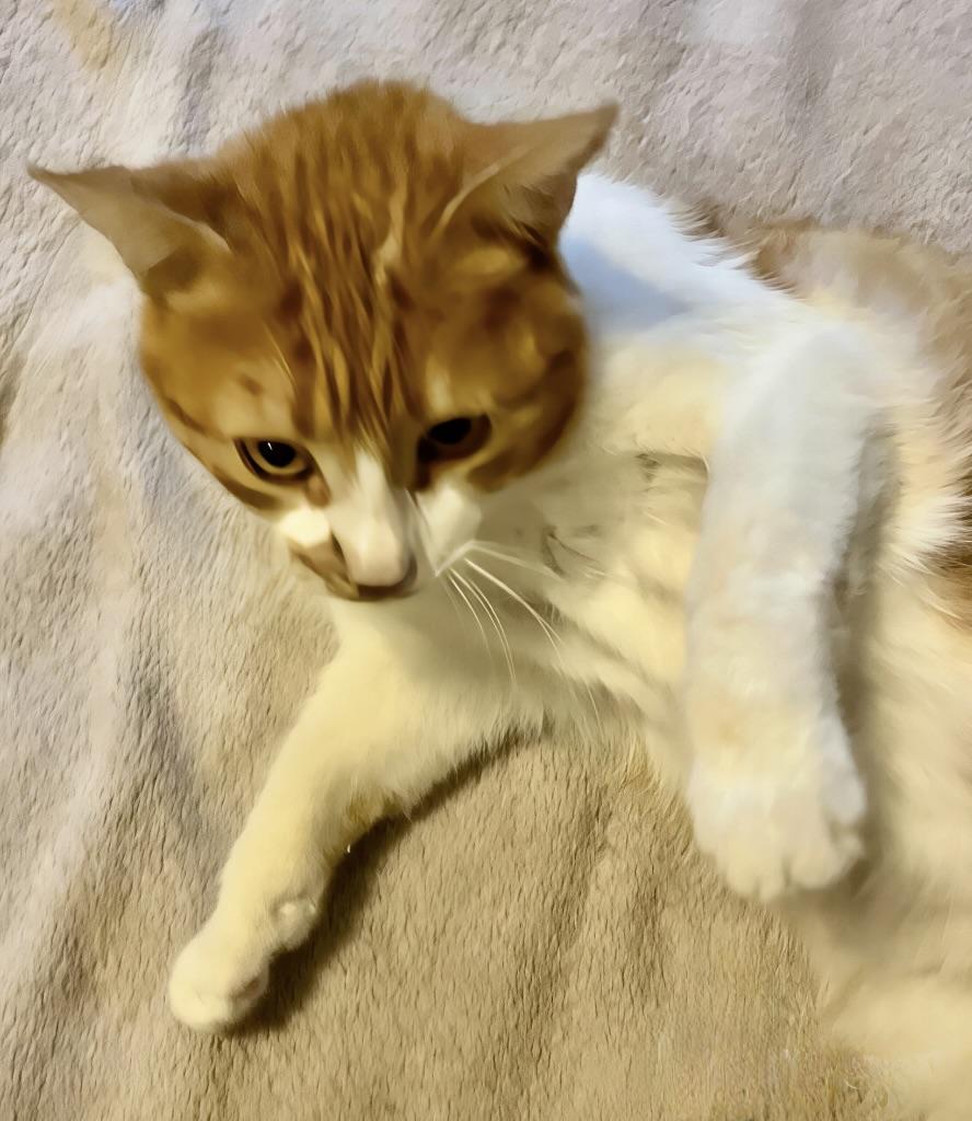 Enlarge Pati, a Adoptable Domestic Short Hair in Dresher, PA image 5/6