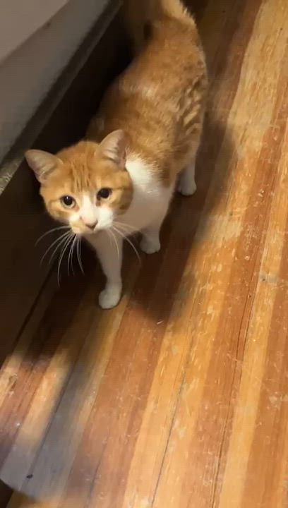 Enlarge Pati, a Adoptable Domestic Short Hair in Dresher, PA video 6/6