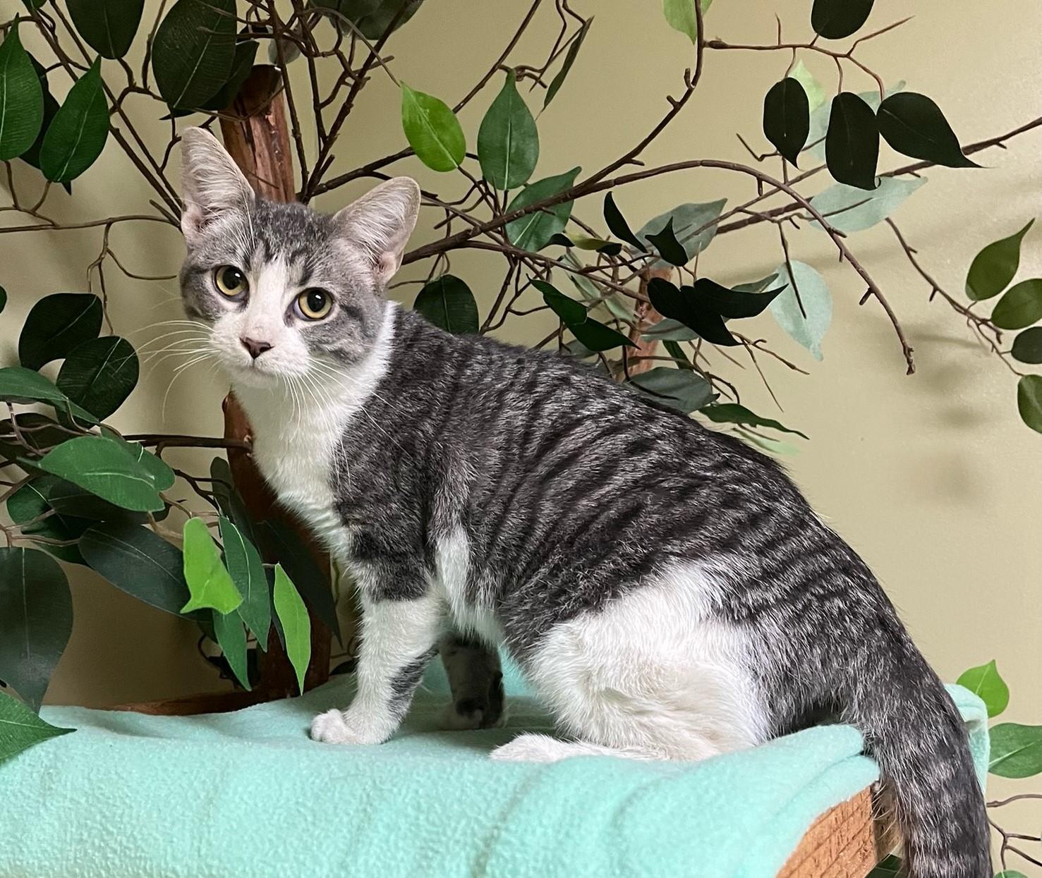 Charlie, a Adoptable Domestic Short Hair in Hastings, NE image 1/4