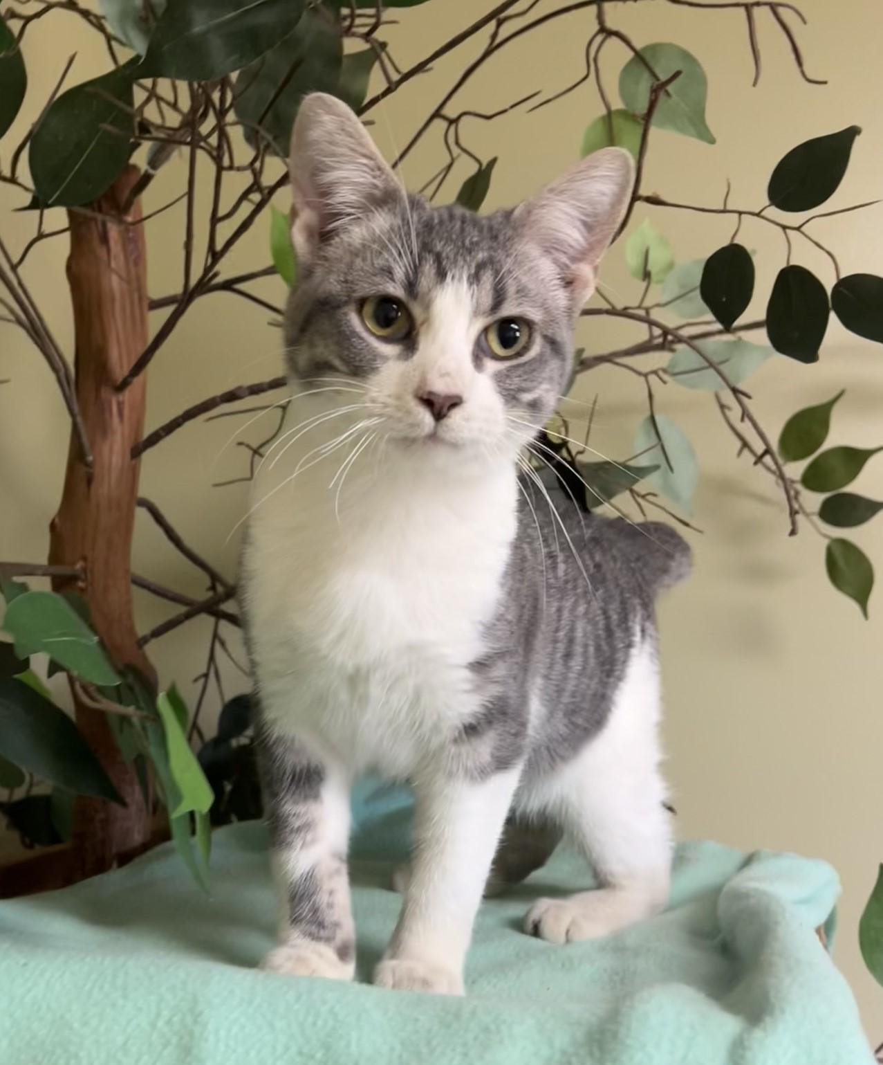 Charlie, a Adoptable Domestic Short Hair in Hastings, NE image 3/4