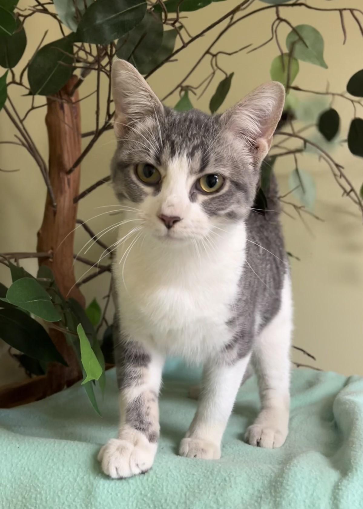 Charlie, a Adoptable Domestic Short Hair in Hastings, NE image 4/4