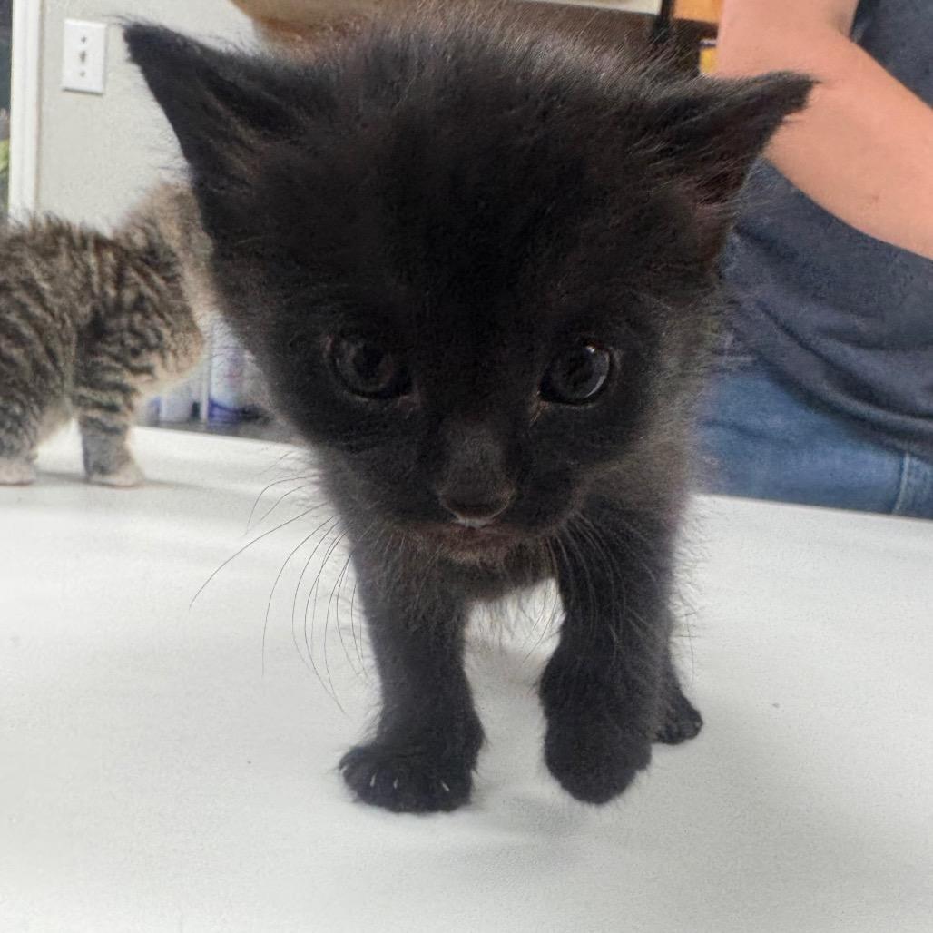 Enlarge Lee, a Adoptable Domestic Short Hair in Starkville, MS image 1/1