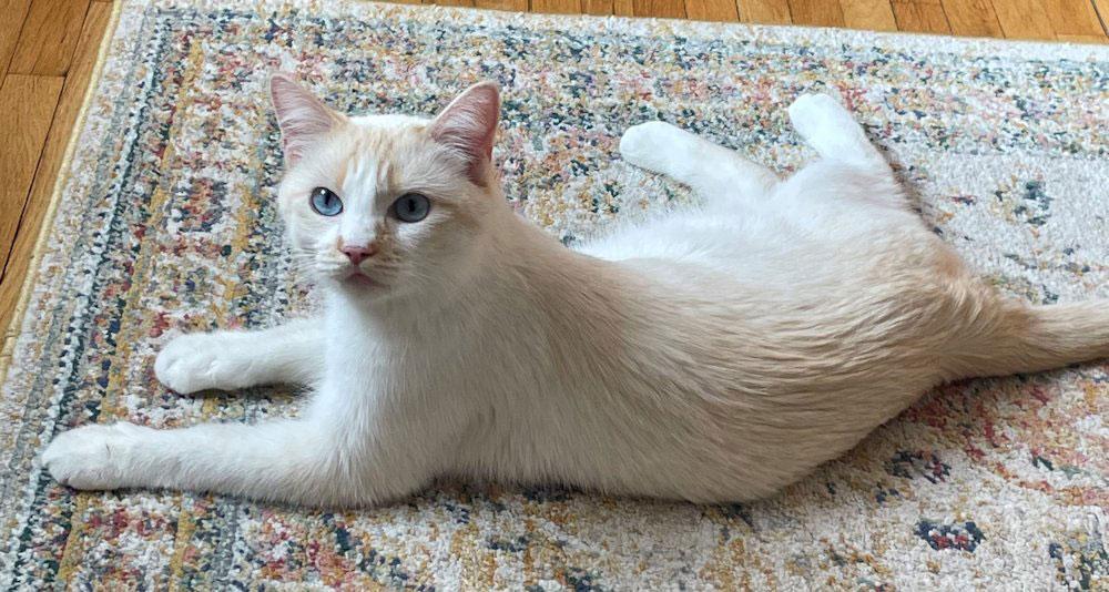 Belle, an adoptable mixed breed in White Bear Lake, MN image 3/5