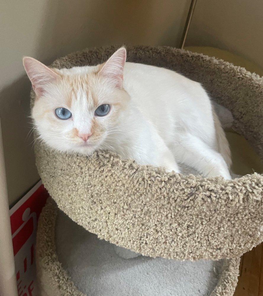 Belle, an adoptable mixed breed in White Bear Lake, MN image 2/5