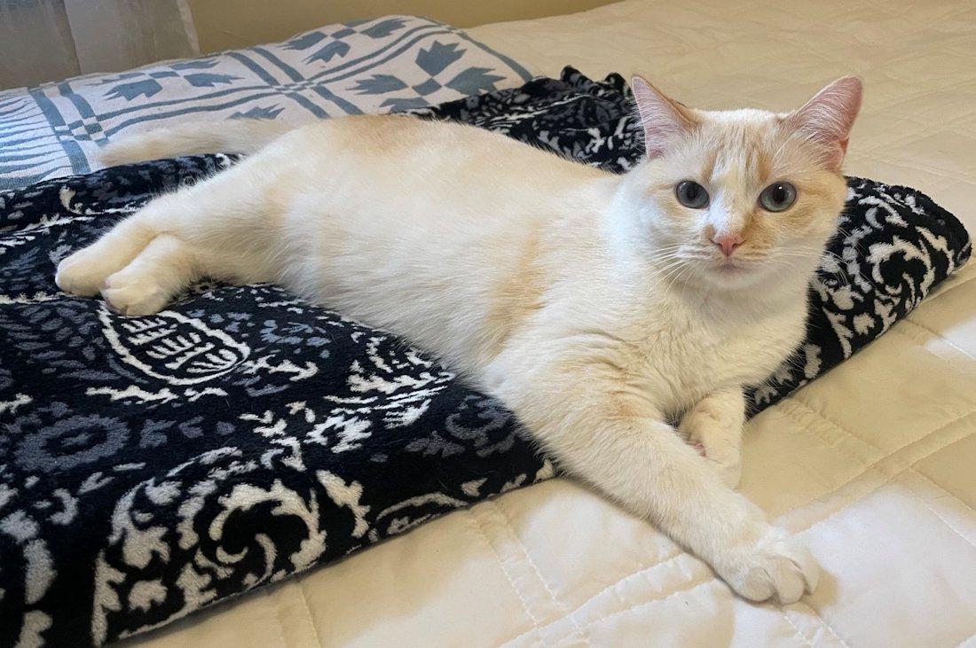 Belle, an adoptable mixed breed in White Bear Lake, MN image 1/5