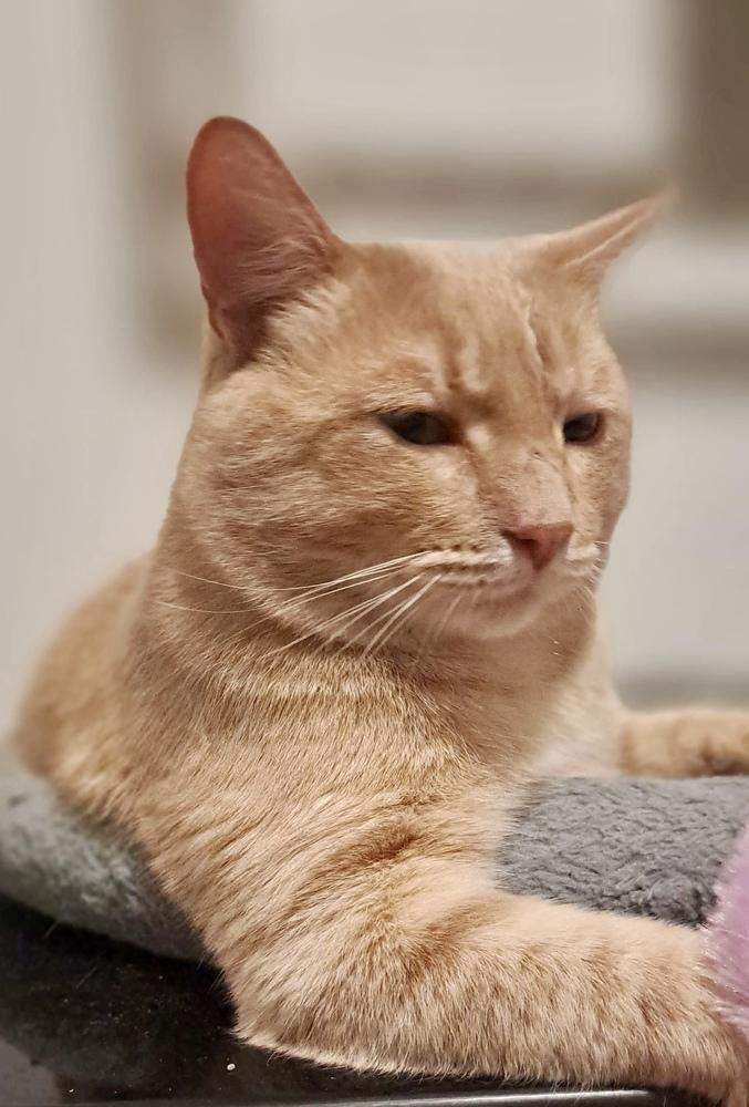 Harry — thumbnail 2