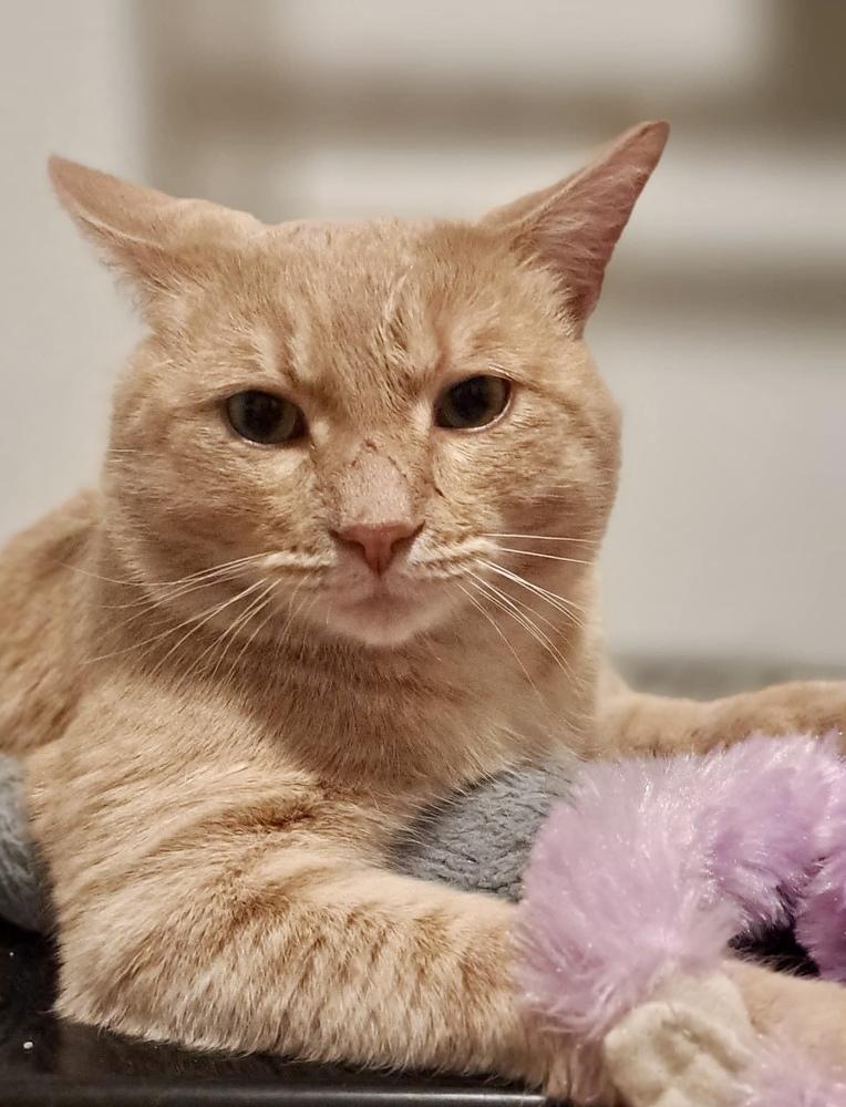 Harry — thumbnail 3