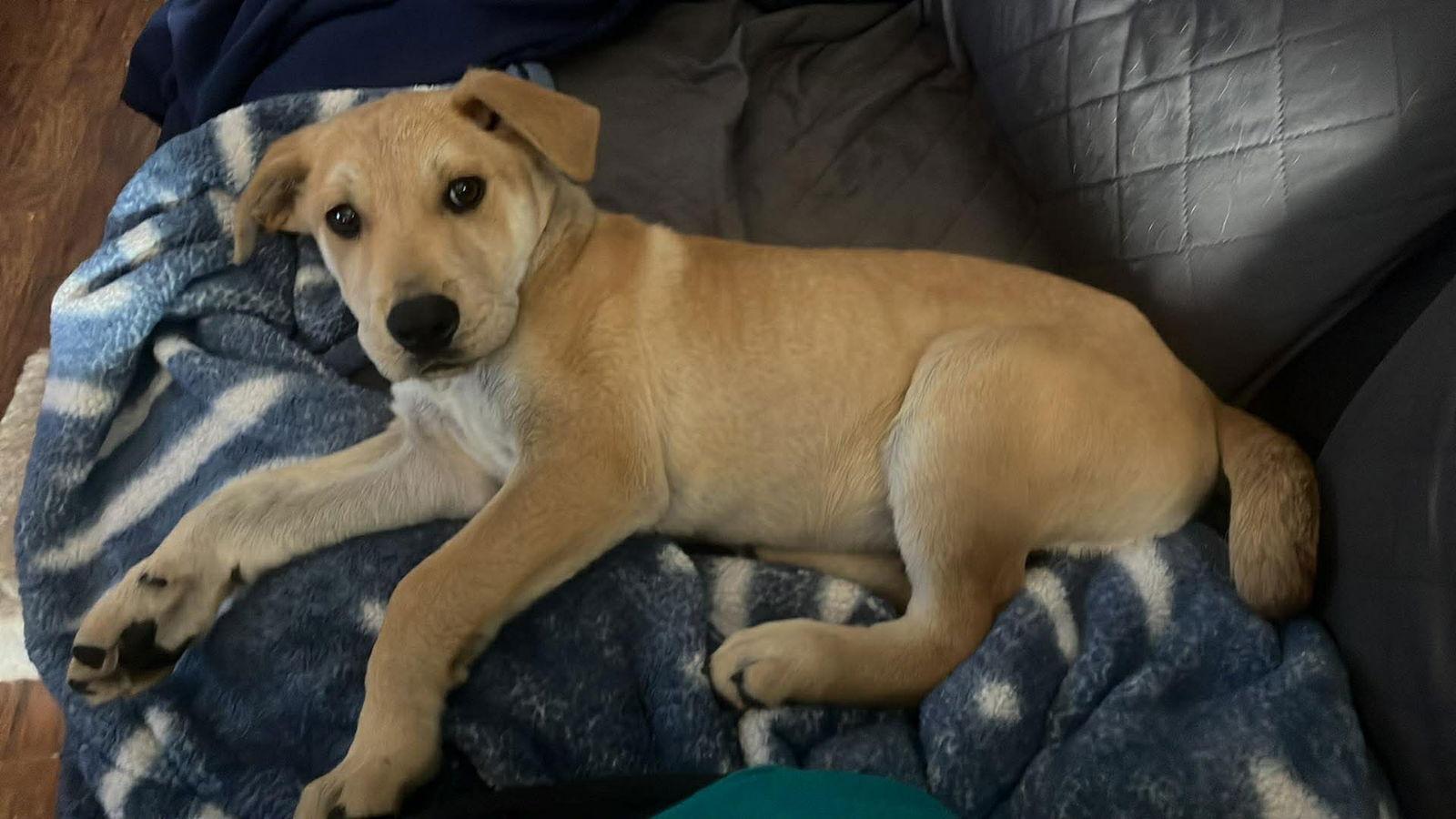 Enlarge Angelo, a Adopted Terrier in Newport, NH image 1/3