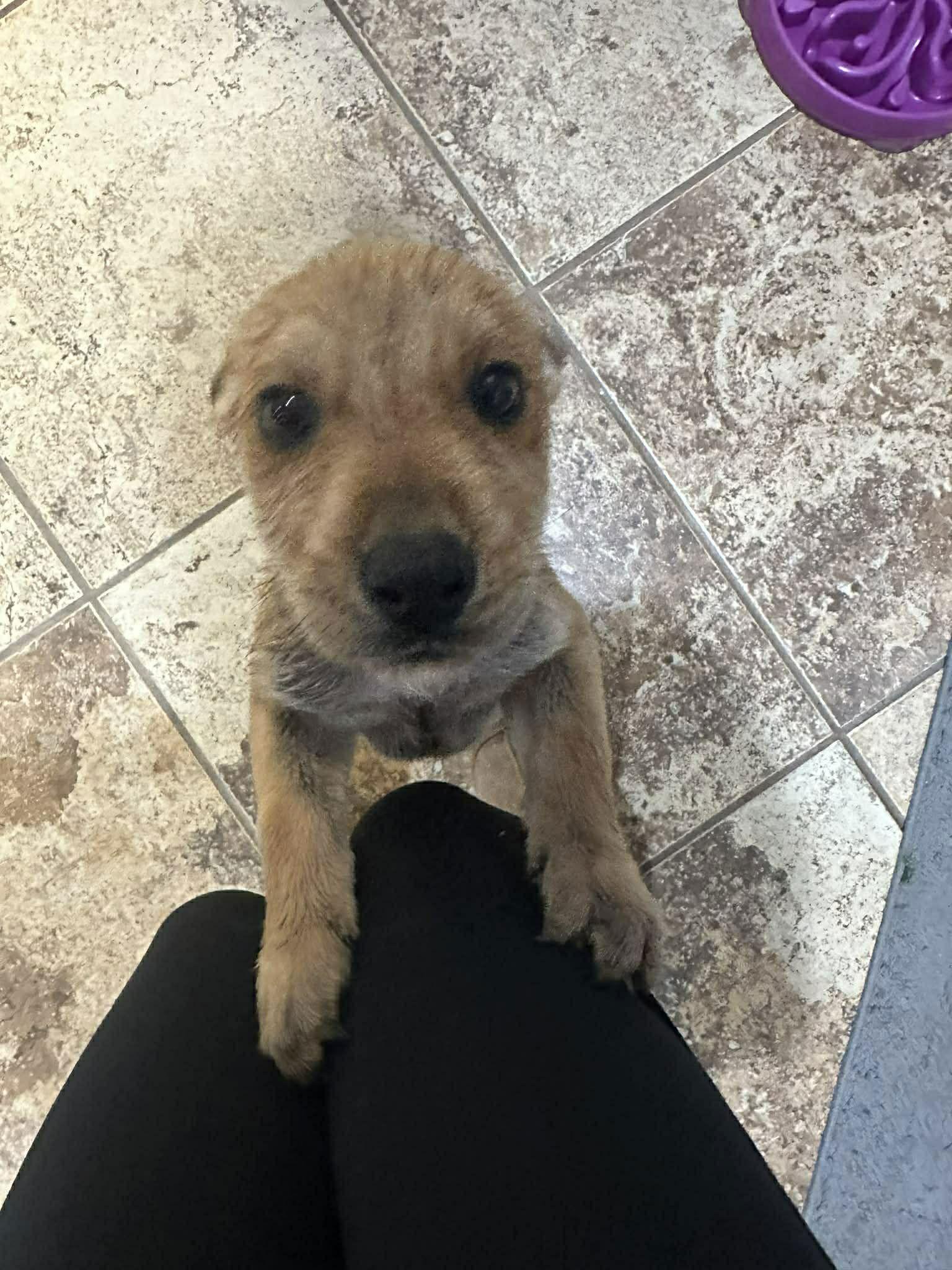 Enlarge Angelo, a Adopted Terrier in Newport, NH image 2/3