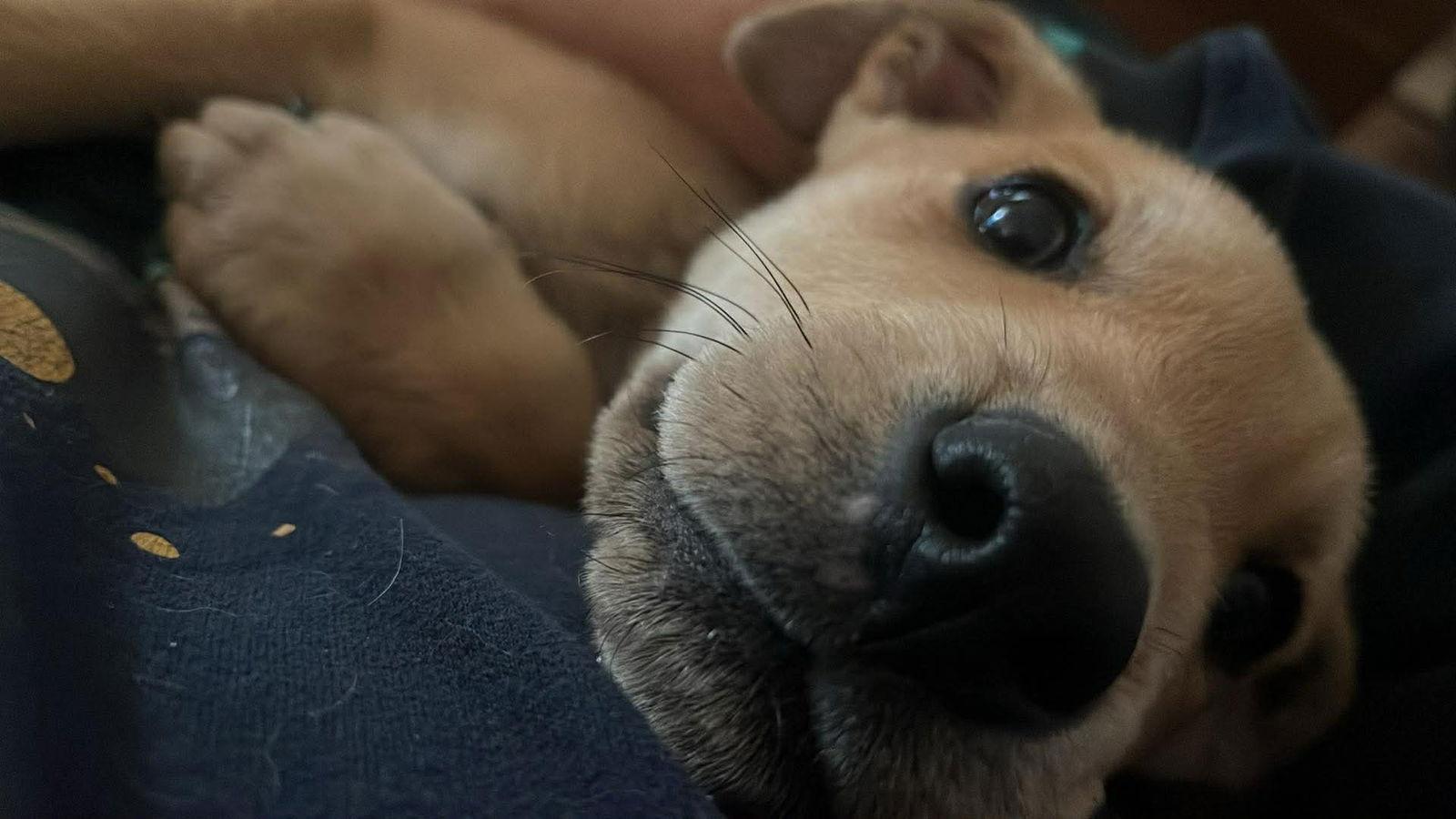 Enlarge Angelo, a Adopted Terrier in Newport, NH image 3/3