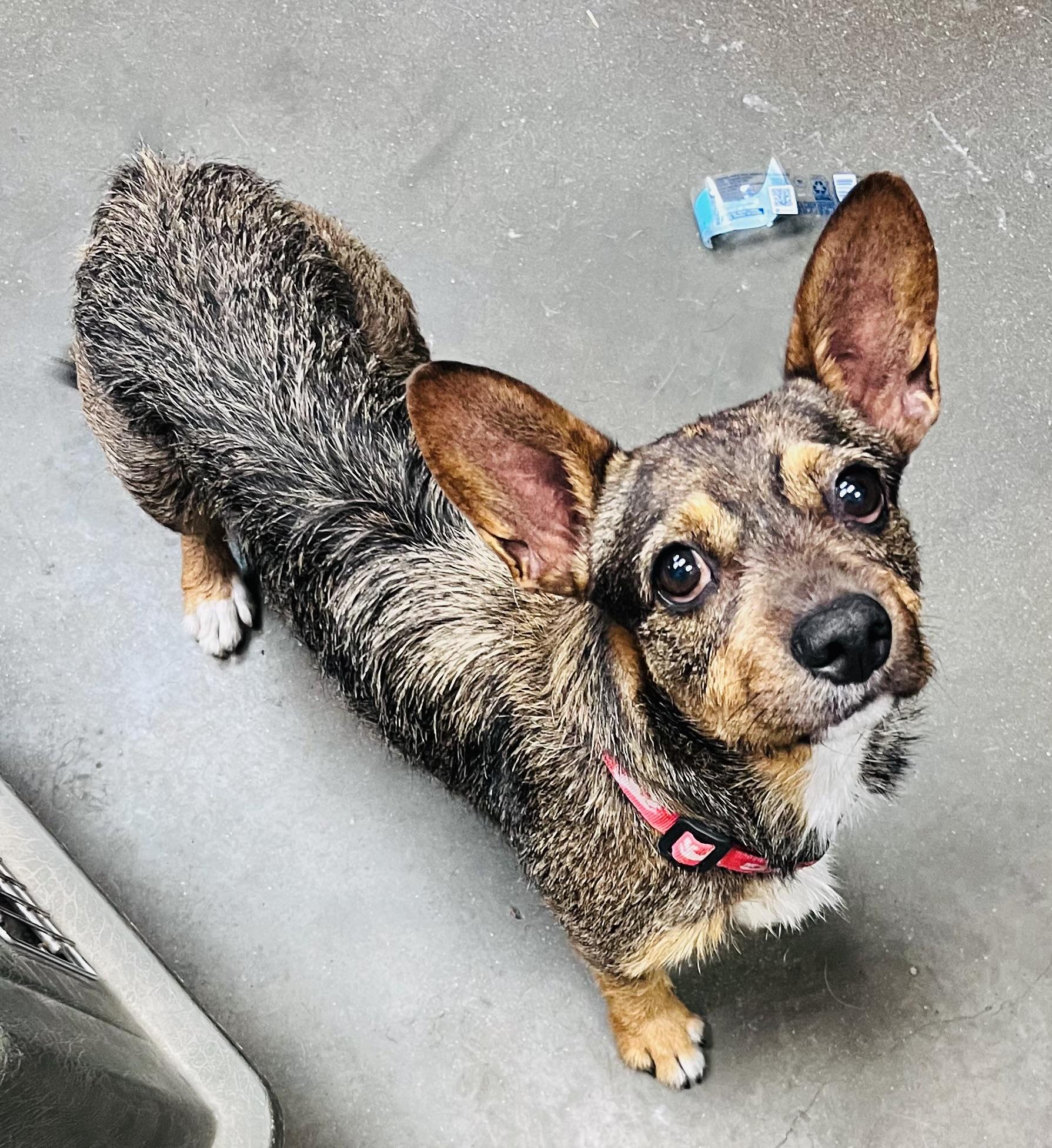 Zu, ADOPTABLE, Adult Female Terrier.