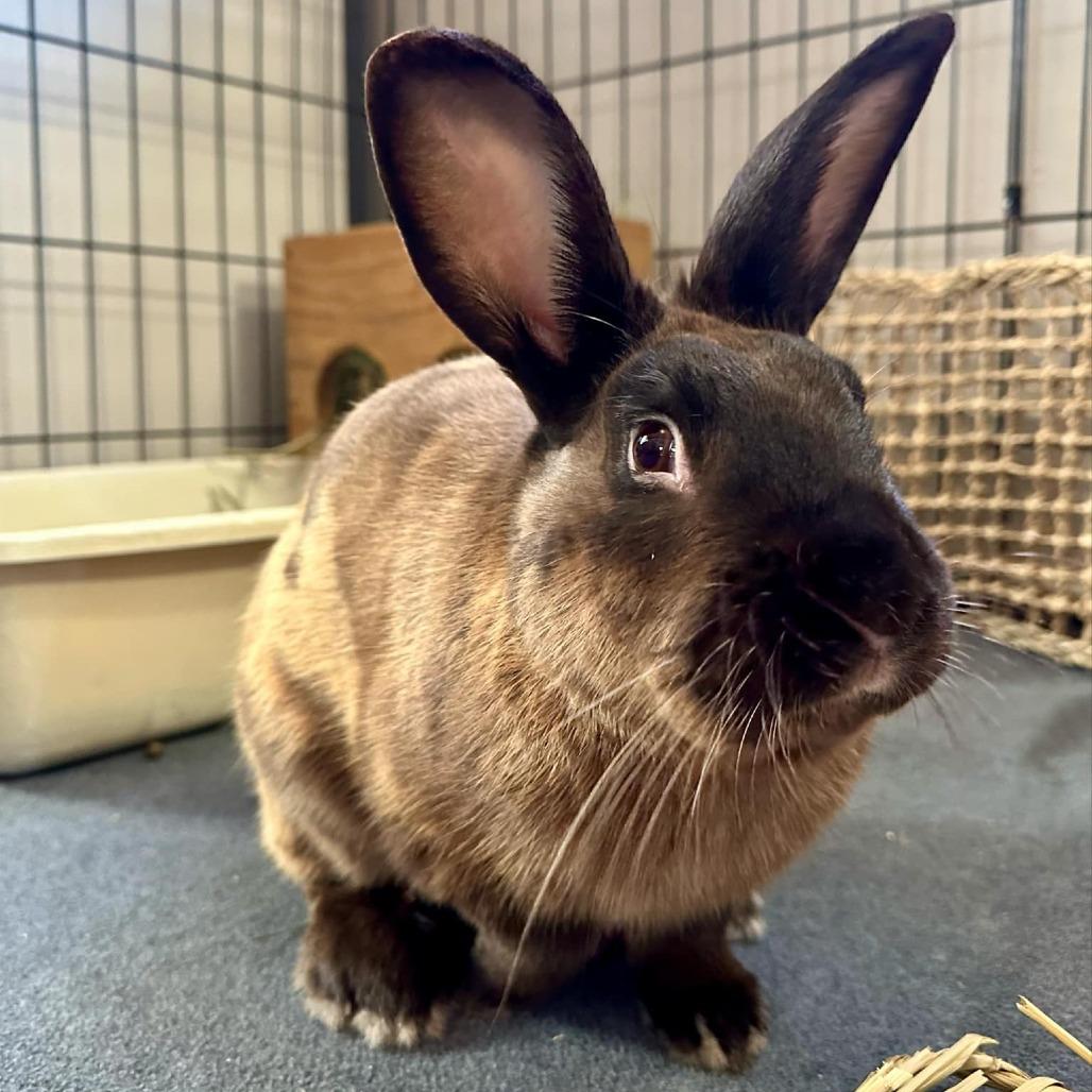 Enlarge David, a Adoptable American Sable in Napa, CA image 1/3