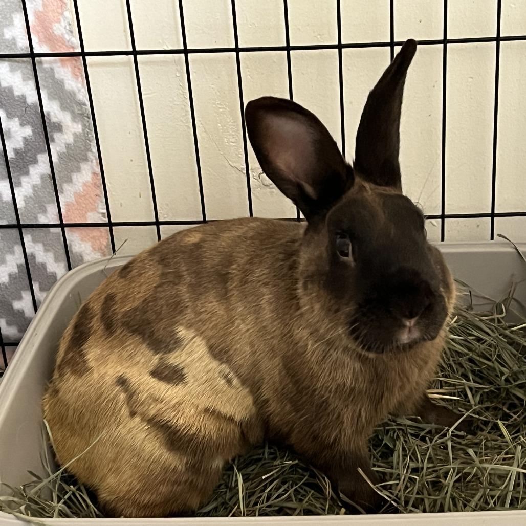 Enlarge David, a Adoptable American Sable in Napa, CA image 2/3