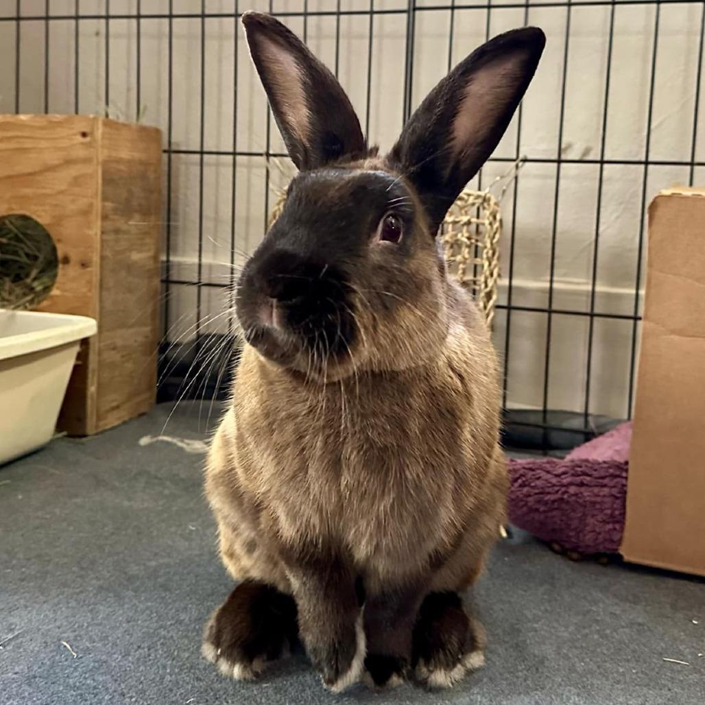 Enlarge David, a Adoptable American Sable in Napa, CA image 3/3