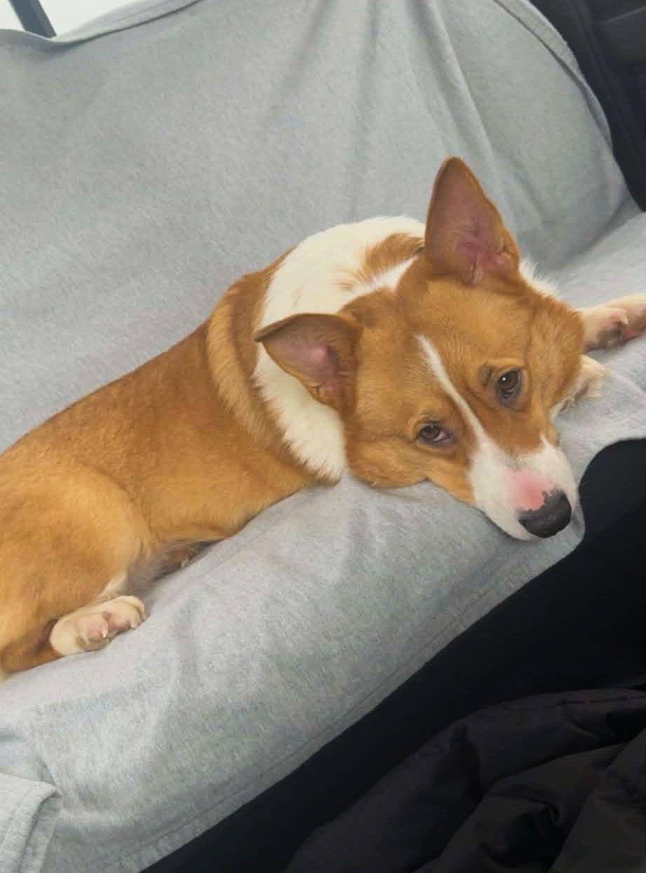 Star, ADOPTABLE, Adult Female Pembroke Welsh Corgi.