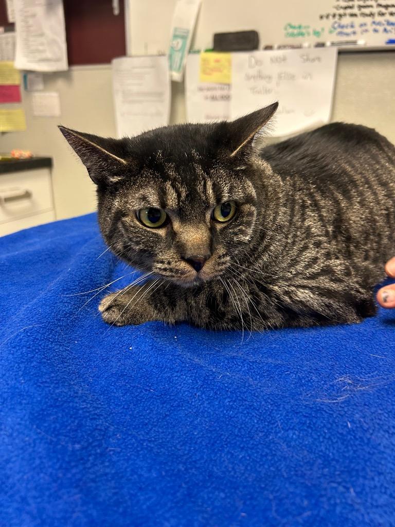 Ferrari, Adoptable, Adult Male Domestic Short Hair.