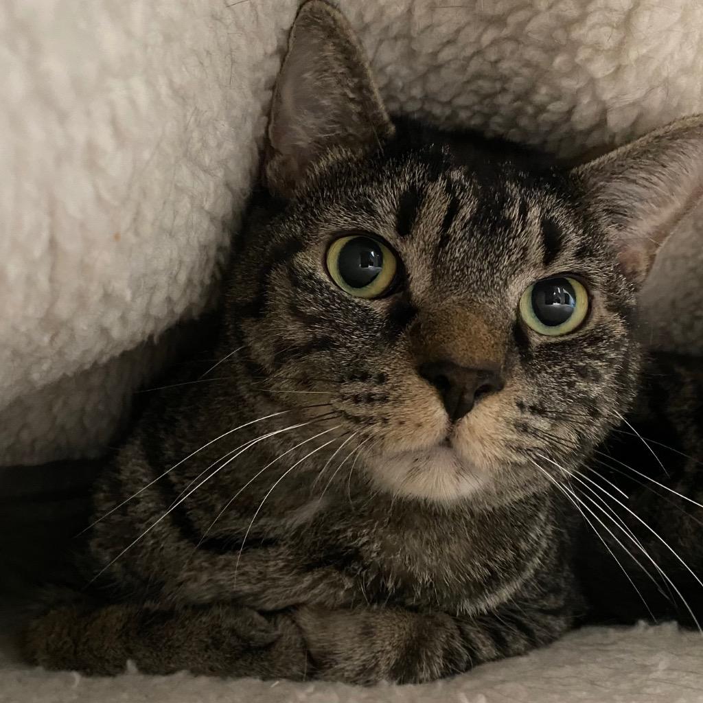 Ferrari, a Adoptable mixed breed in Fall River, MA image 1/6