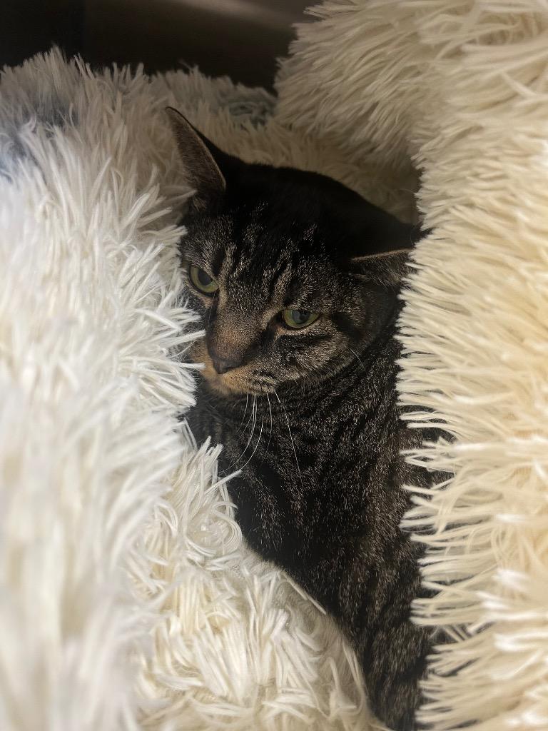 Enlarge Ferrari, a Adoptable mixed breed in Fall River, MA image 2/6