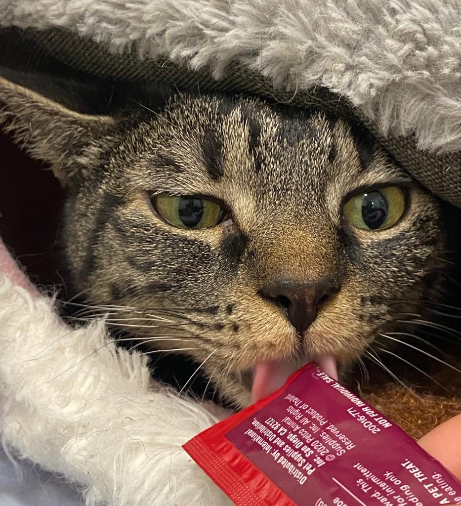 Ferrari, Adoptable, Adult Male Domestic Short Hair.