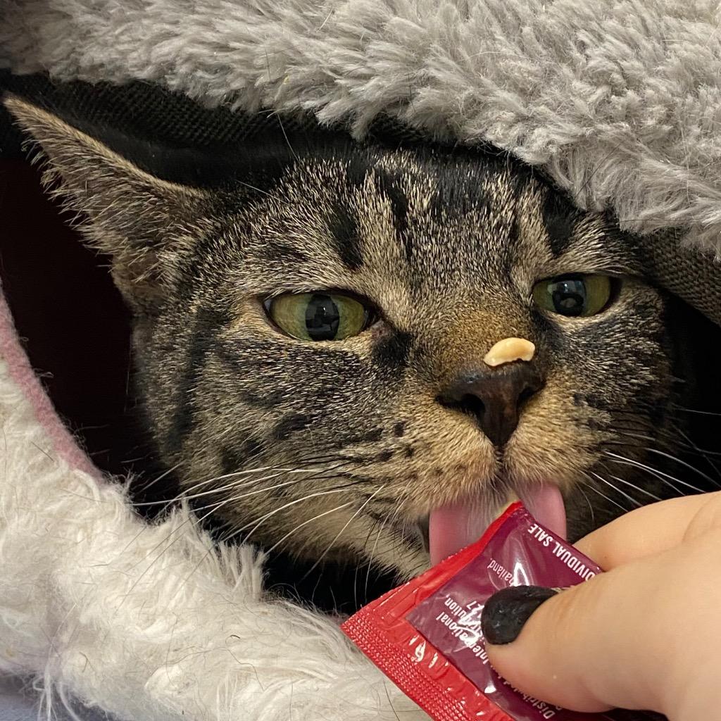 Enlarge Ferrari, a Adoptable mixed breed in Fall River, MA image 2/6