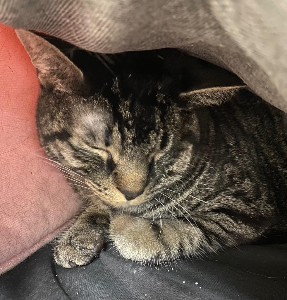 Enlarge Ferrari, a Adoptable mixed breed in Fall River, MA image 3/6