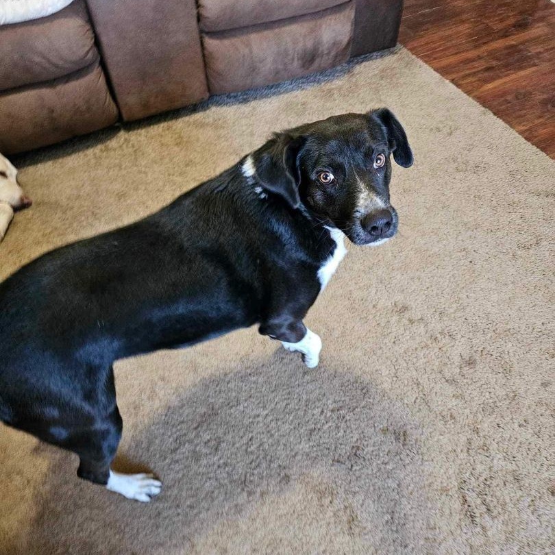 Birdie (20240219-03)