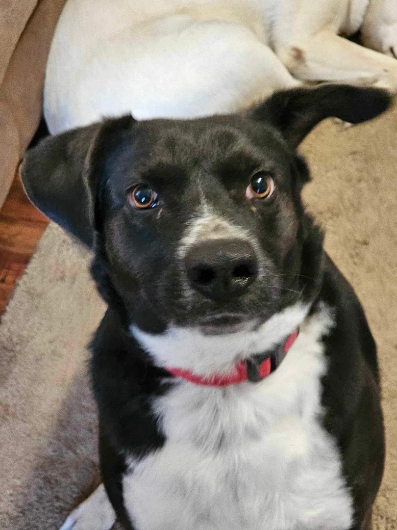 Enlarge Birdie (20240219-03), a Adoptable mixed breed in Niagara on the Lake, ON image 2/5