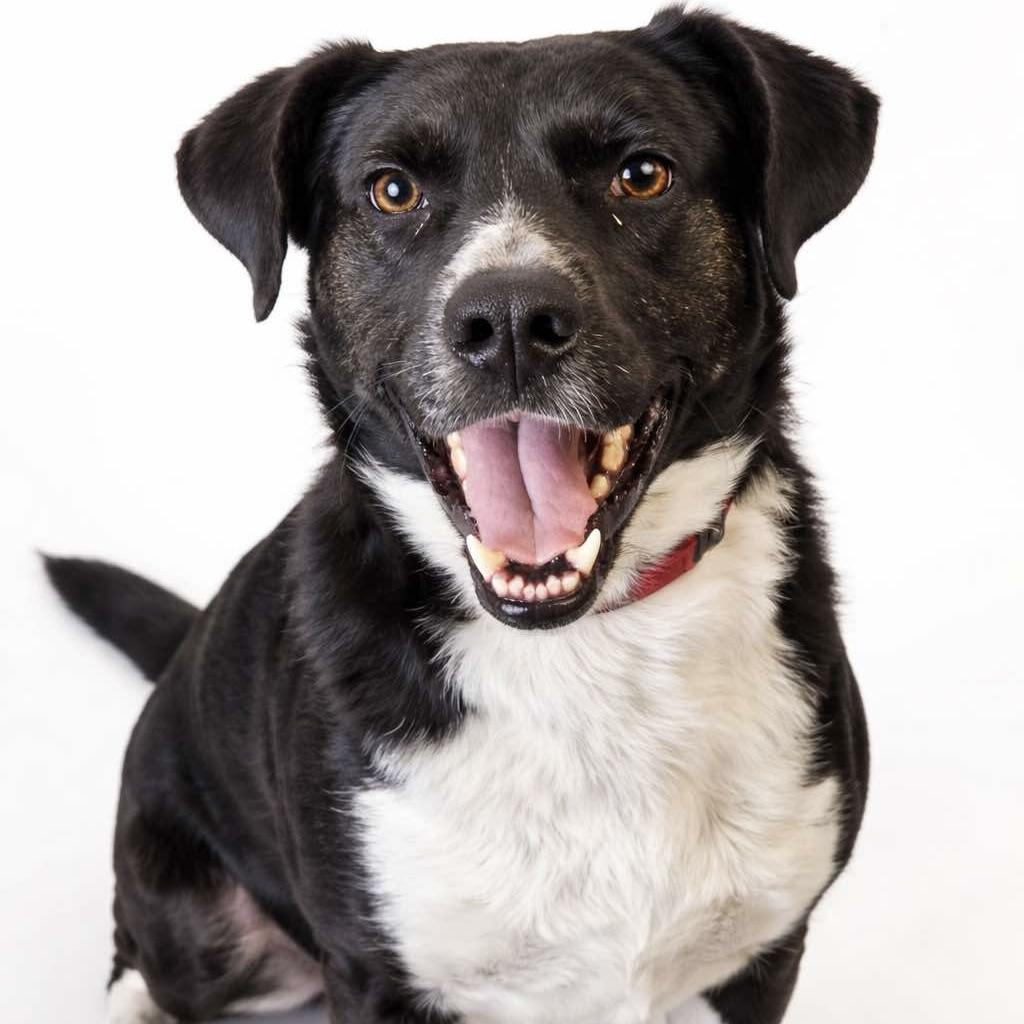 Enlarge Birdie (20240219-03), a Adoptable mixed breed in Niagara on the Lake, ON image 1/5