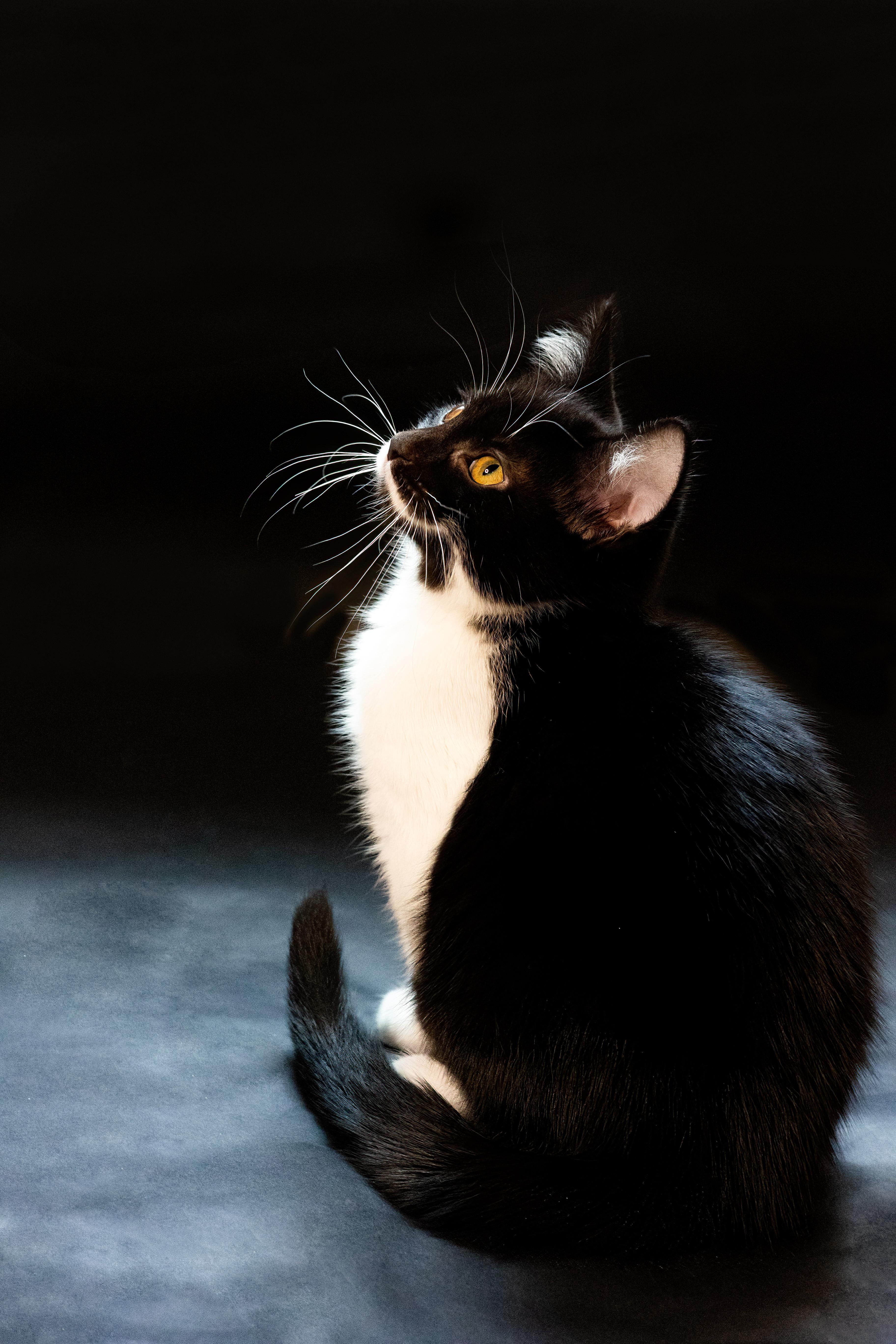 Enlarge Berlioz, a Adopted American Shorthair in North Ogden, UT image 4/6