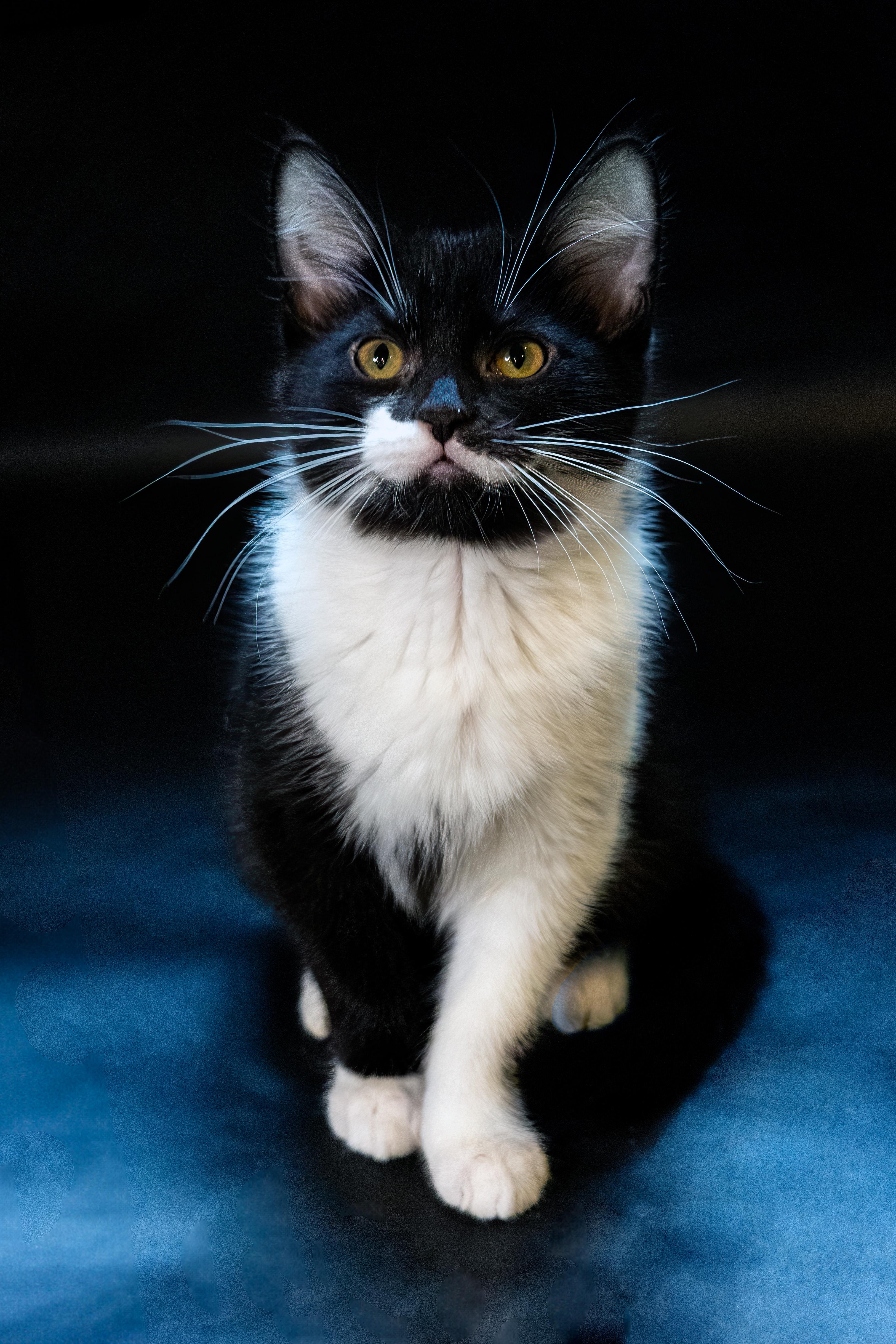 Enlarge Berlioz, a Adopted American Shorthair in North Ogden, UT image 5/6