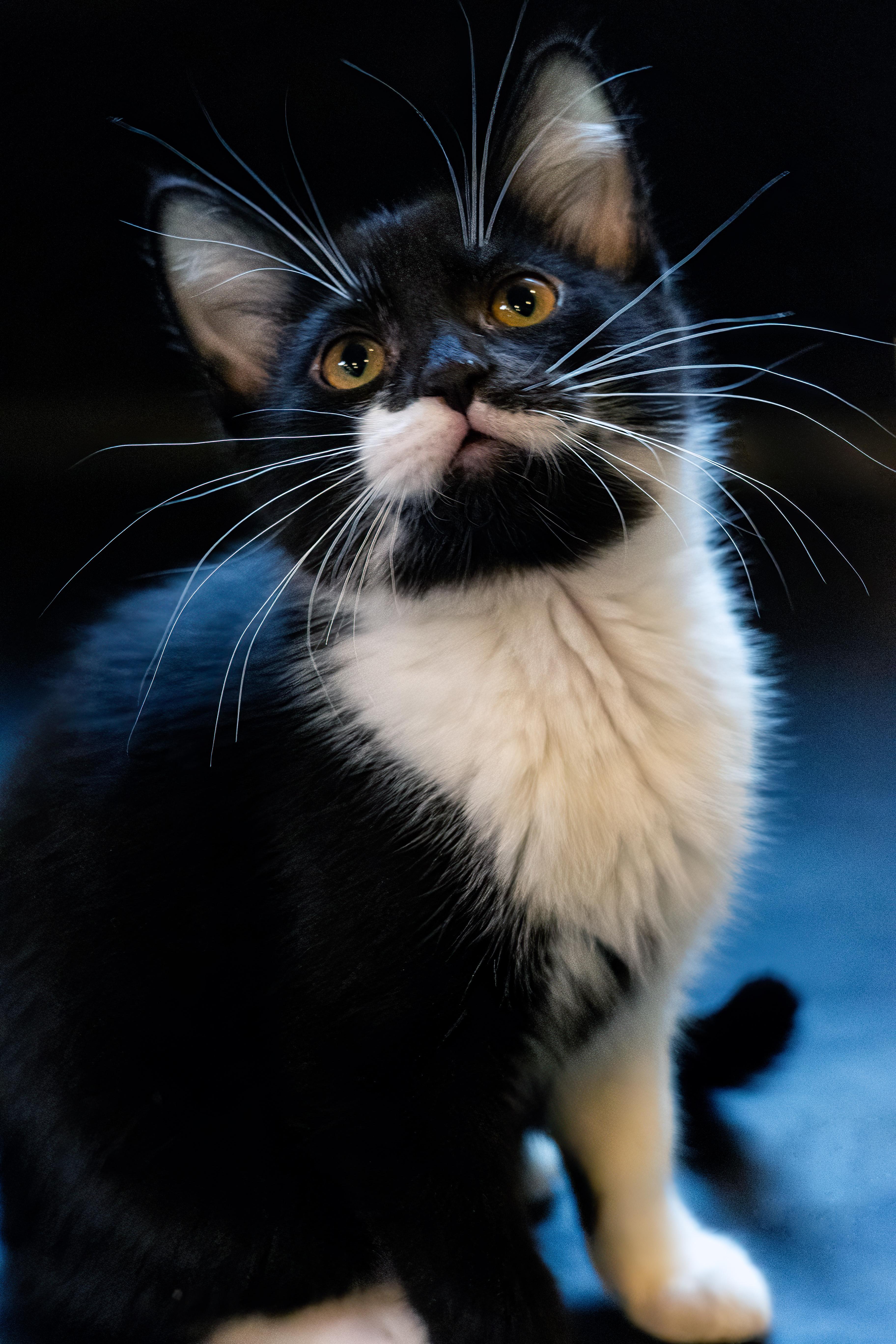 Enlarge Berlioz, a Adopted American Shorthair in North Ogden, UT image 6/6