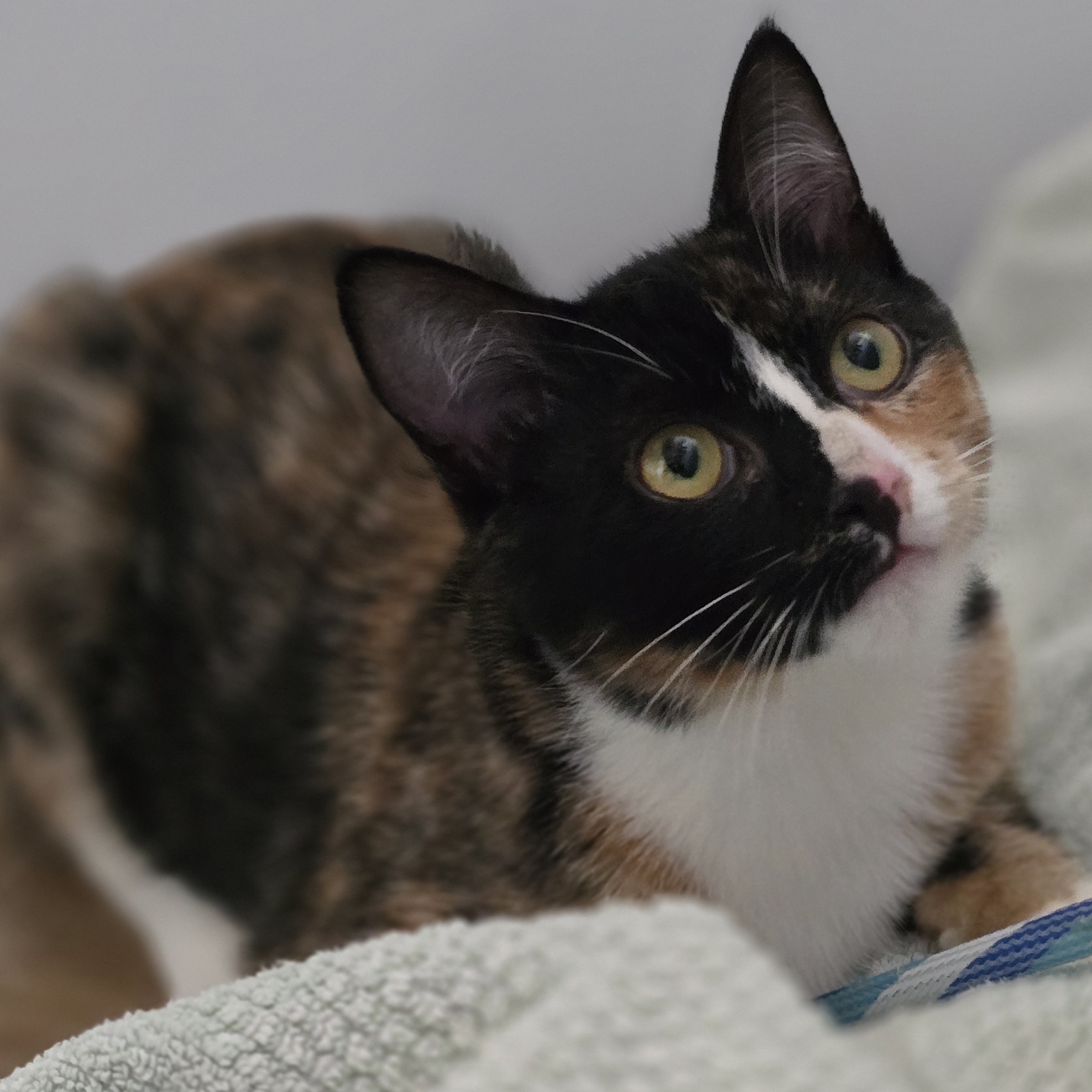 Persephone, Adopted, Young Female Calico.