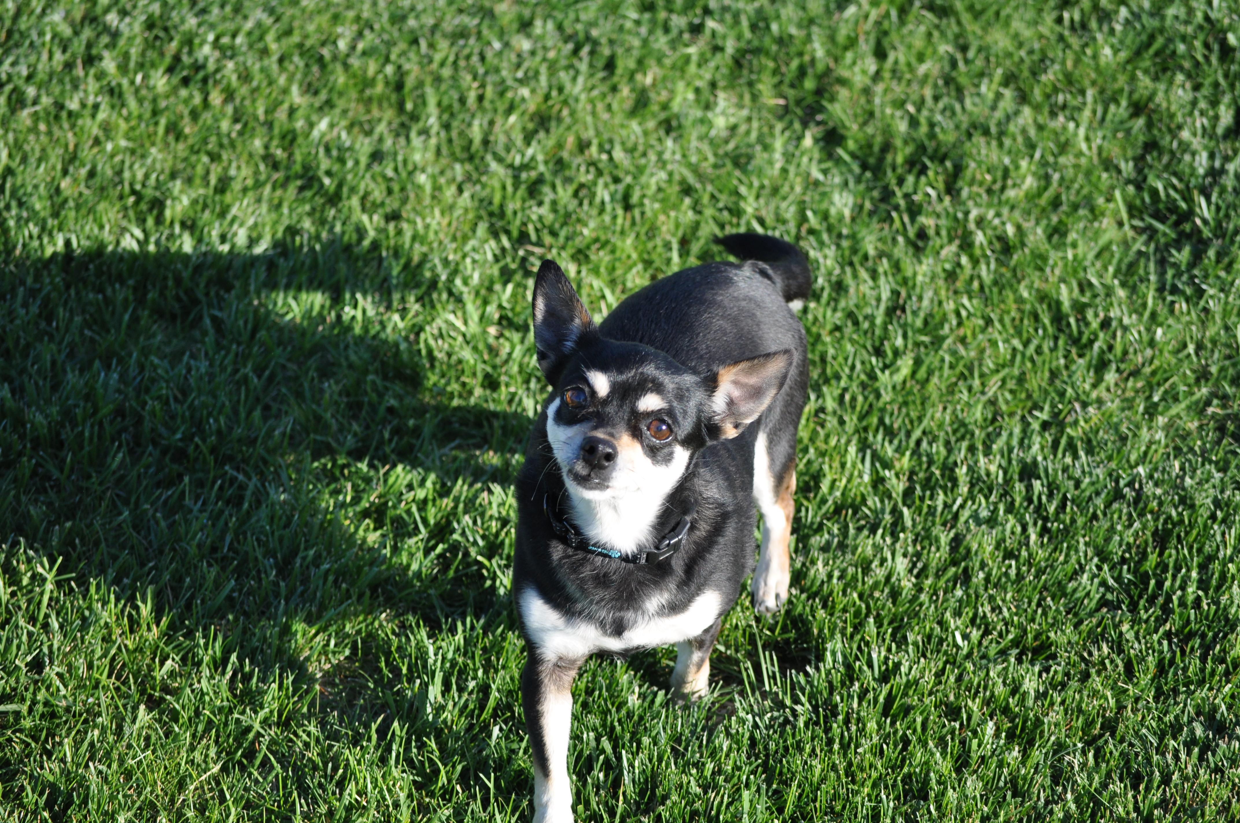 Trubs, a ADOPTABLE mixed breed in Union Gap, WA image 2/6