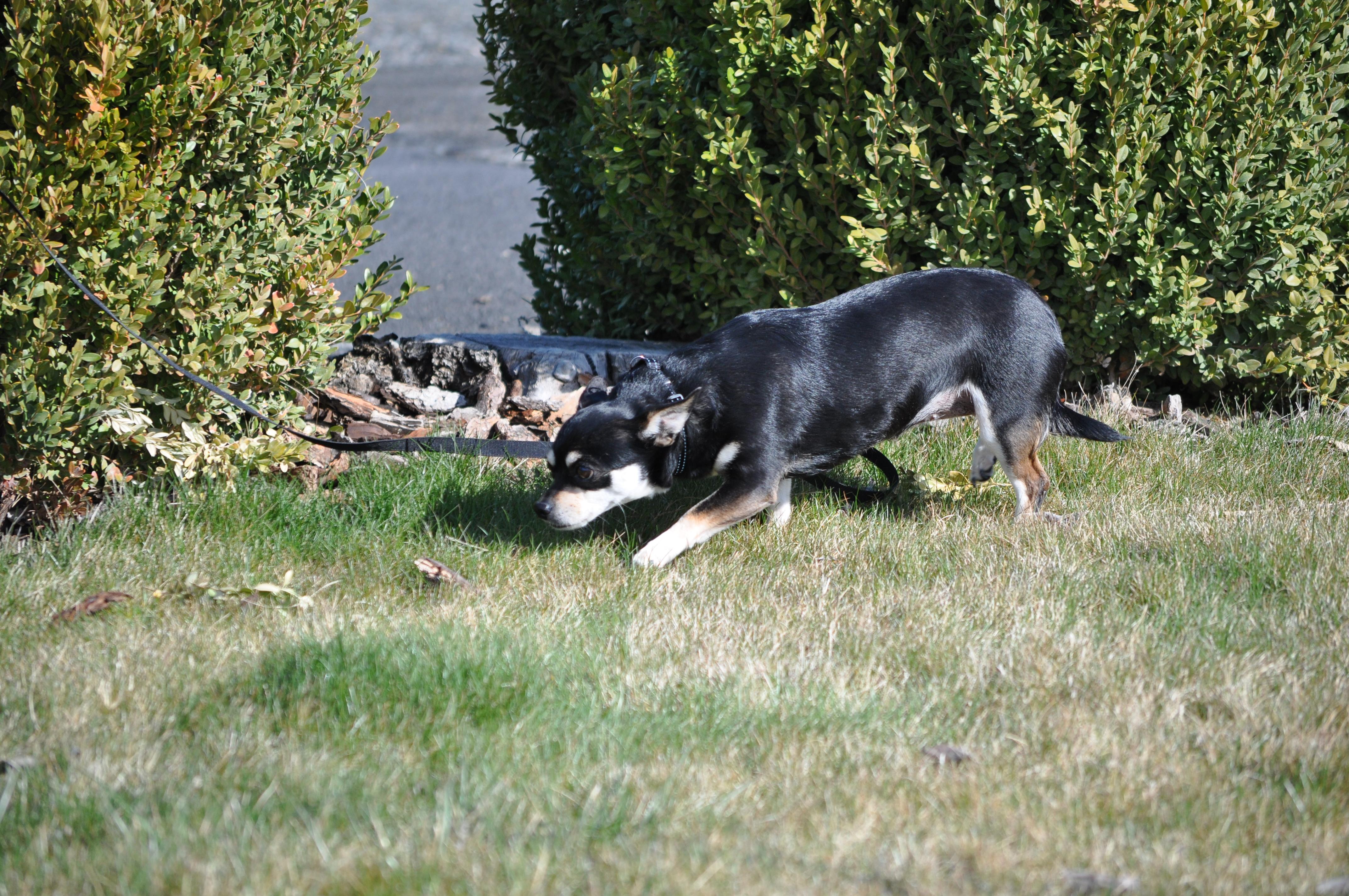 Enlarge Trubs, a ADOPTABLE mixed breed in Union Gap, WA image 4/6