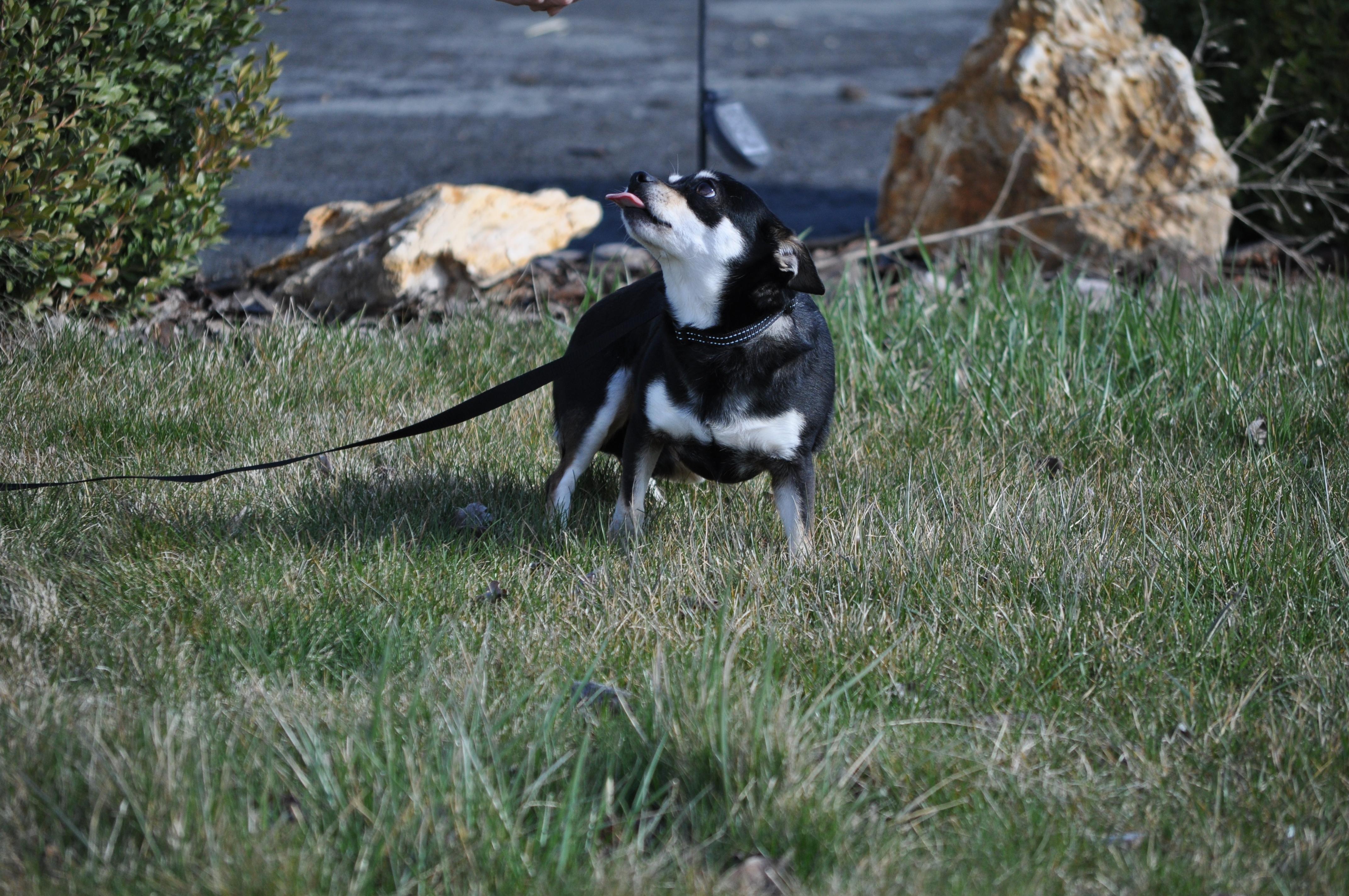 Enlarge Trubs, a ADOPTABLE mixed breed in Union Gap, WA image 2/6