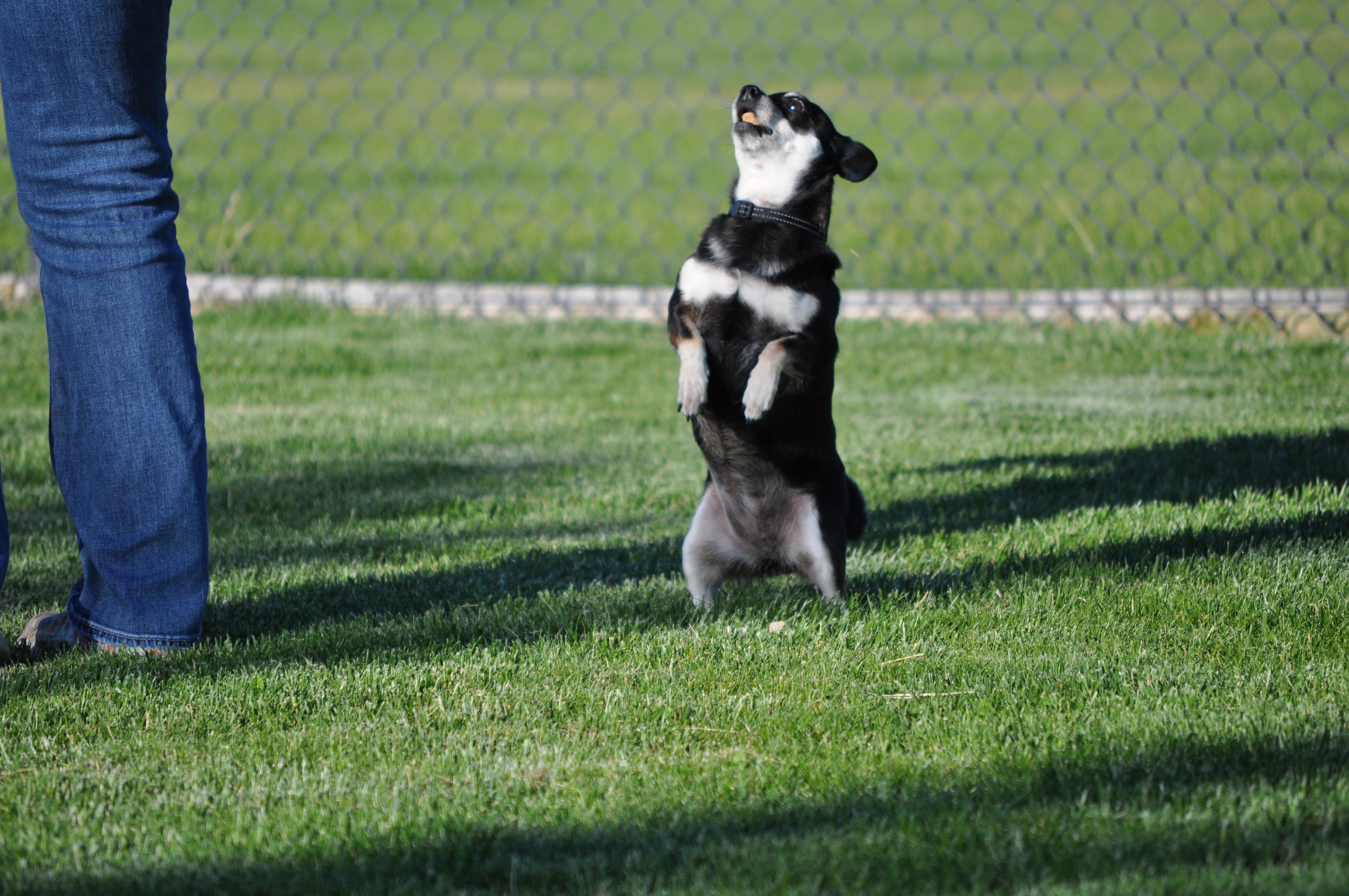 Trubs, a ADOPTABLE mixed breed in Union Gap, WA image 4/6
