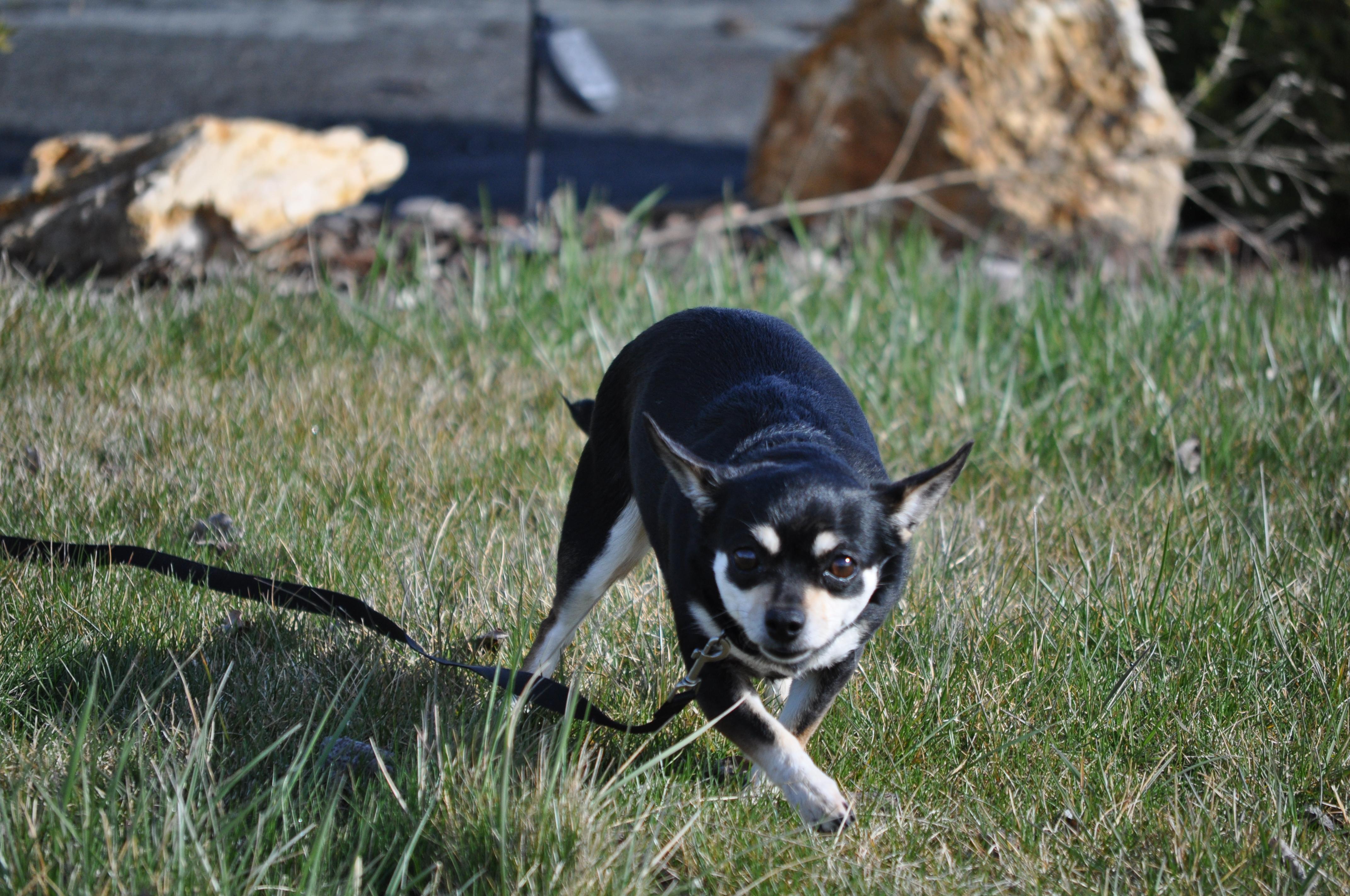 Enlarge Trubs, a ADOPTABLE mixed breed in Union Gap, WA image 6/6