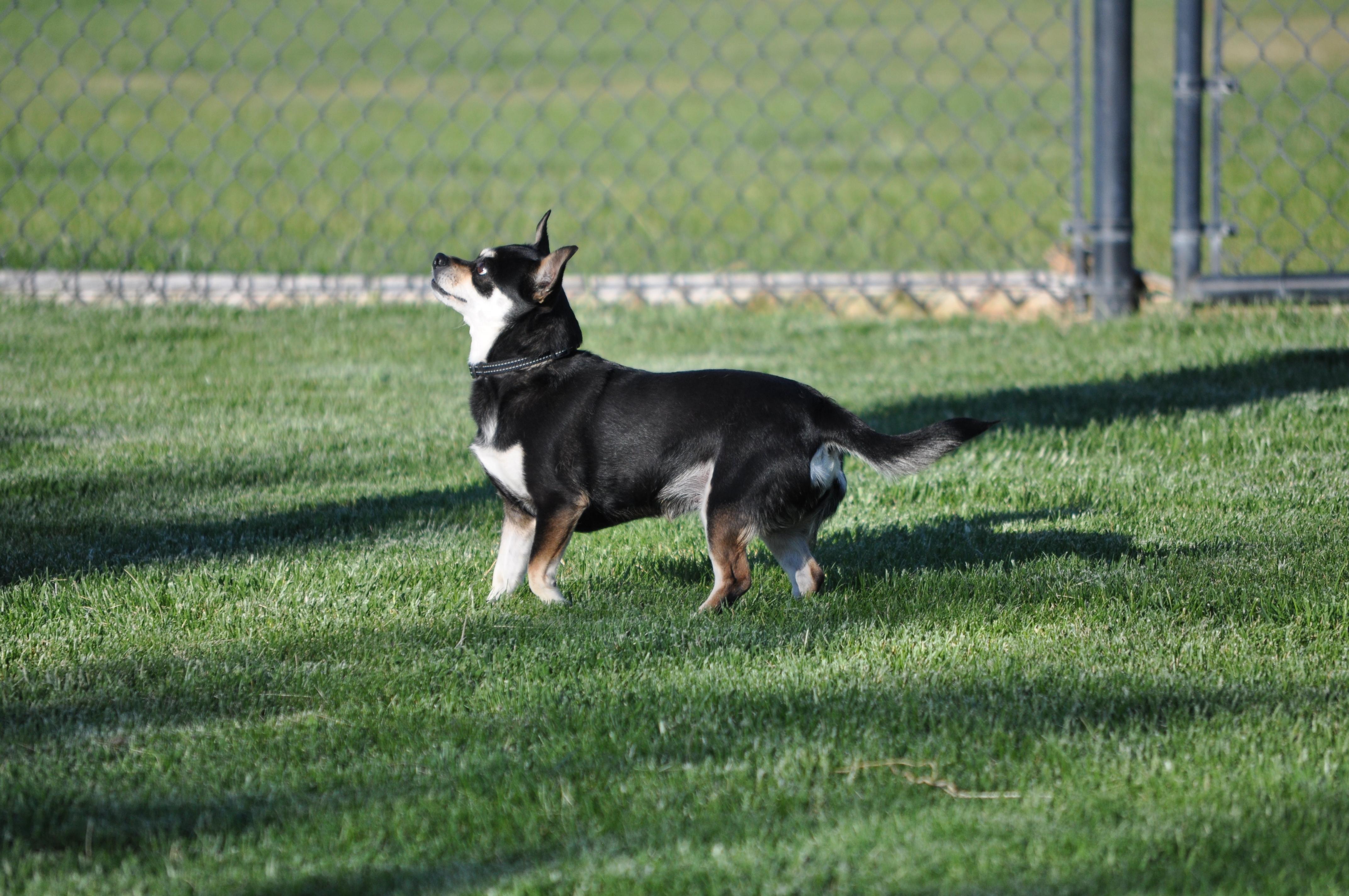 Trubs, a ADOPTABLE mixed breed in Union Gap, WA image 3/6