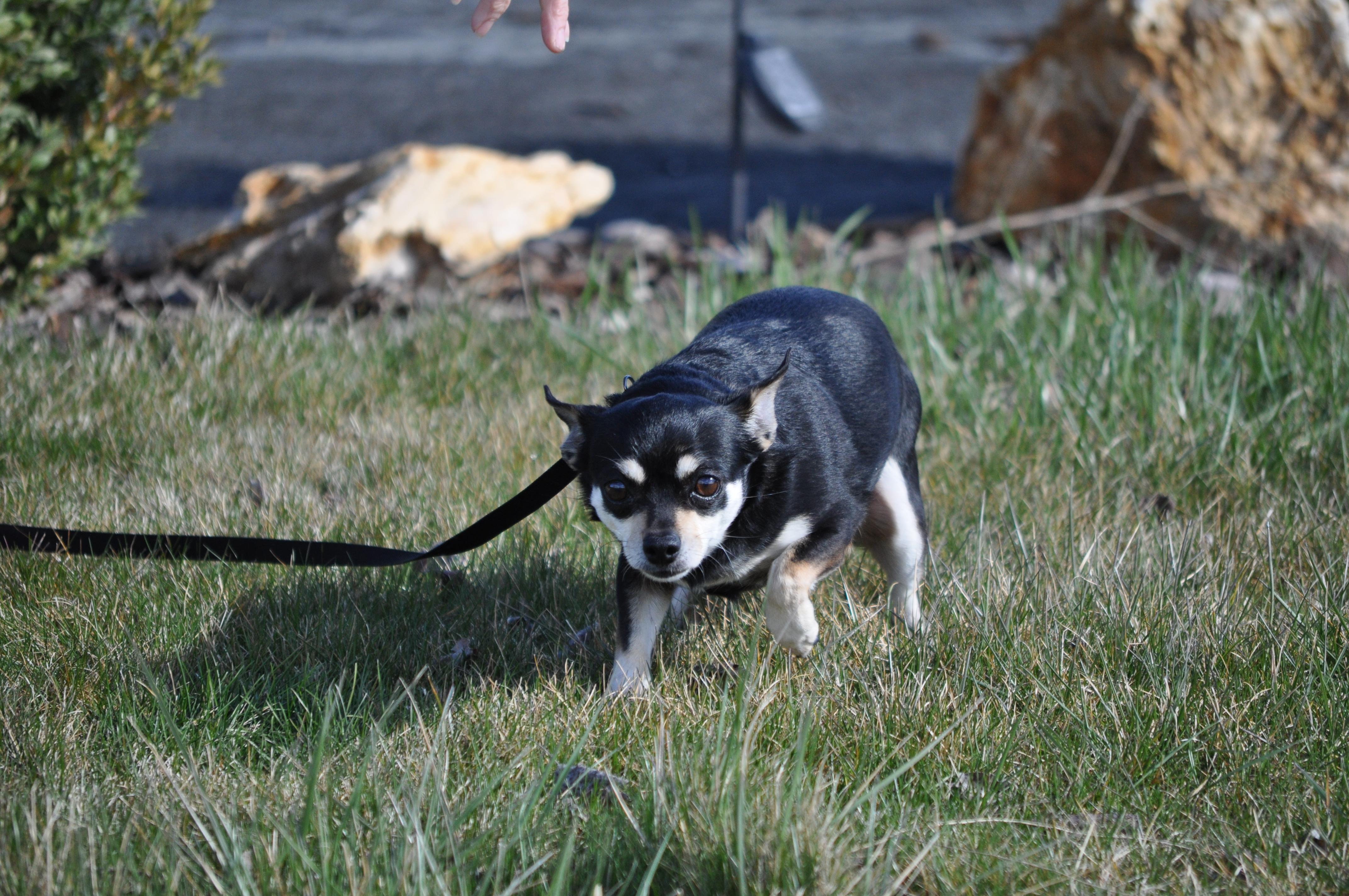 Enlarge Trubs, a ADOPTABLE mixed breed in Union Gap, WA image 5/6