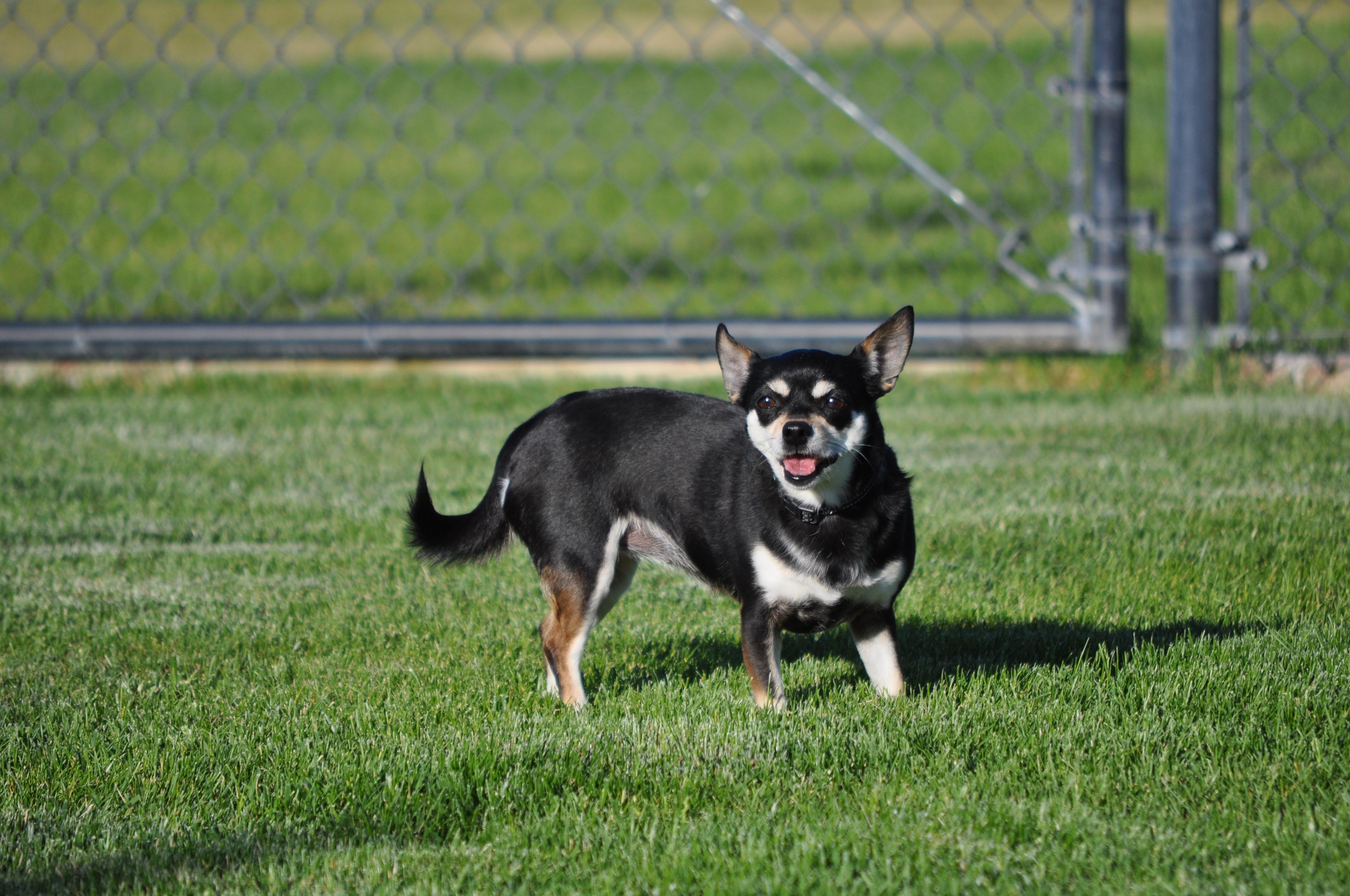 Trubs, a ADOPTABLE mixed breed in Union Gap, WA image 6/6