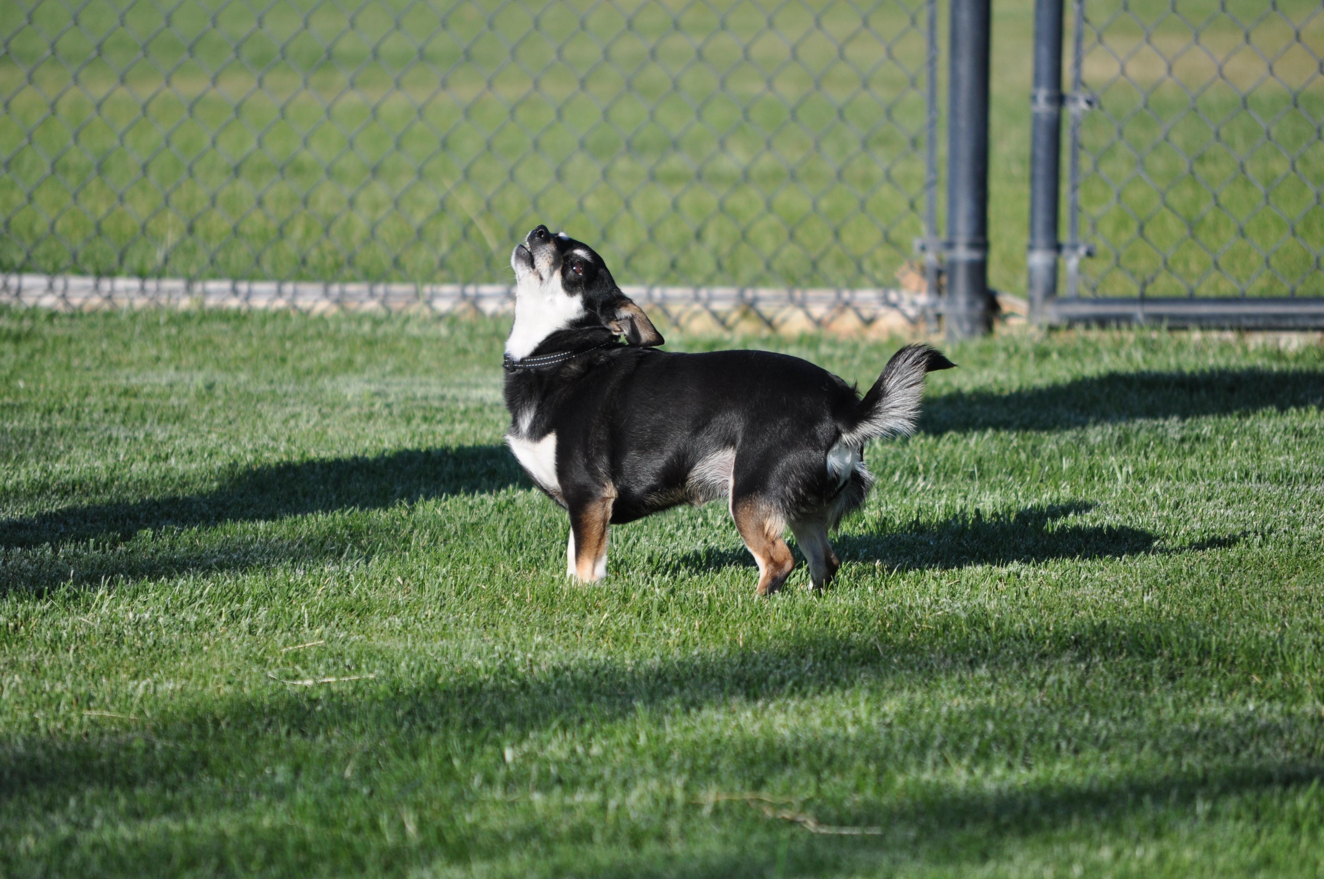 Trubs, a ADOPTABLE mixed breed in Union Gap, WA image 5/6