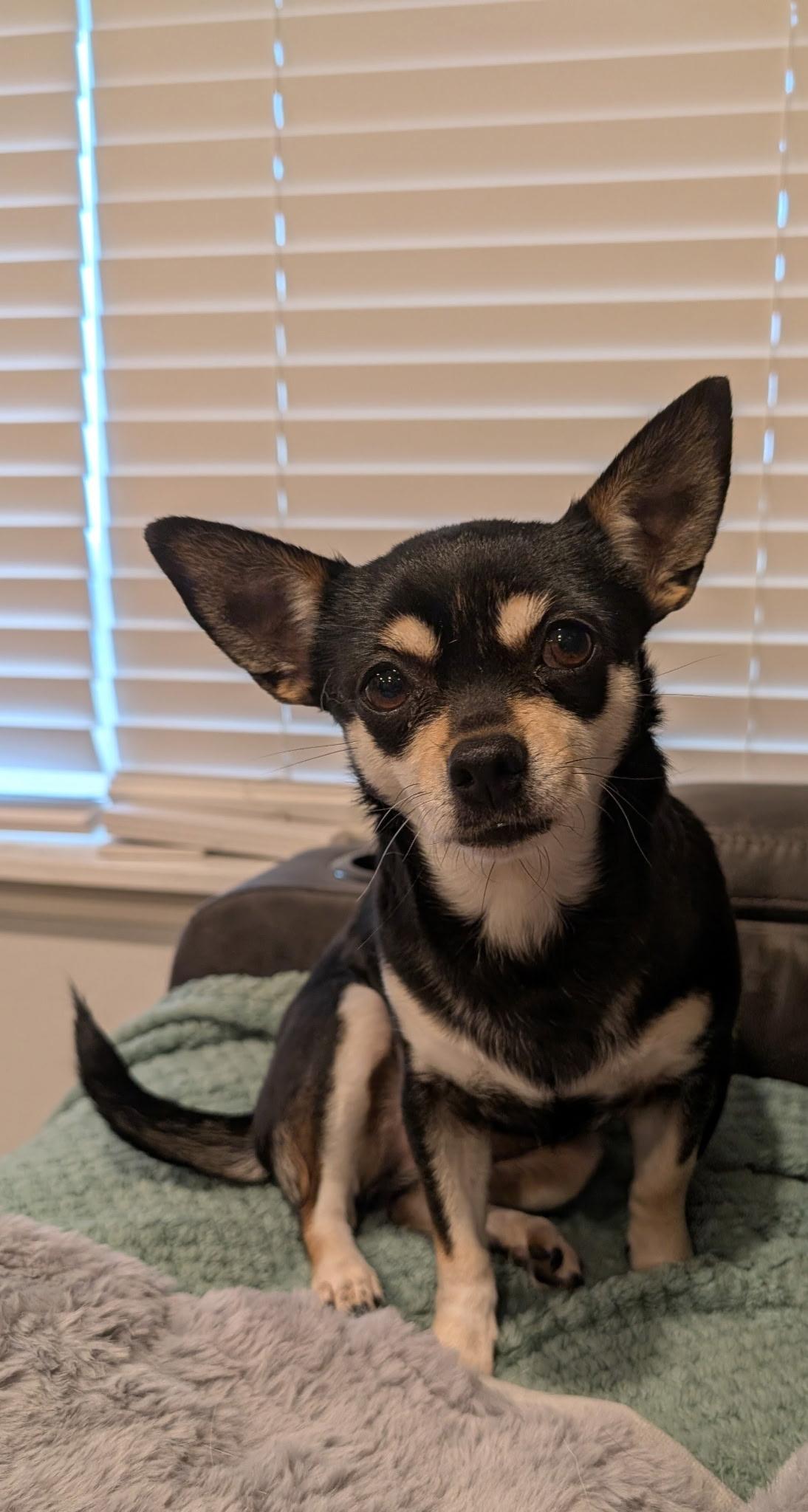 Trubs, ADOPTABLE, Adult Female Chihuahua.